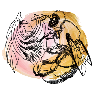 Local Beekeepers