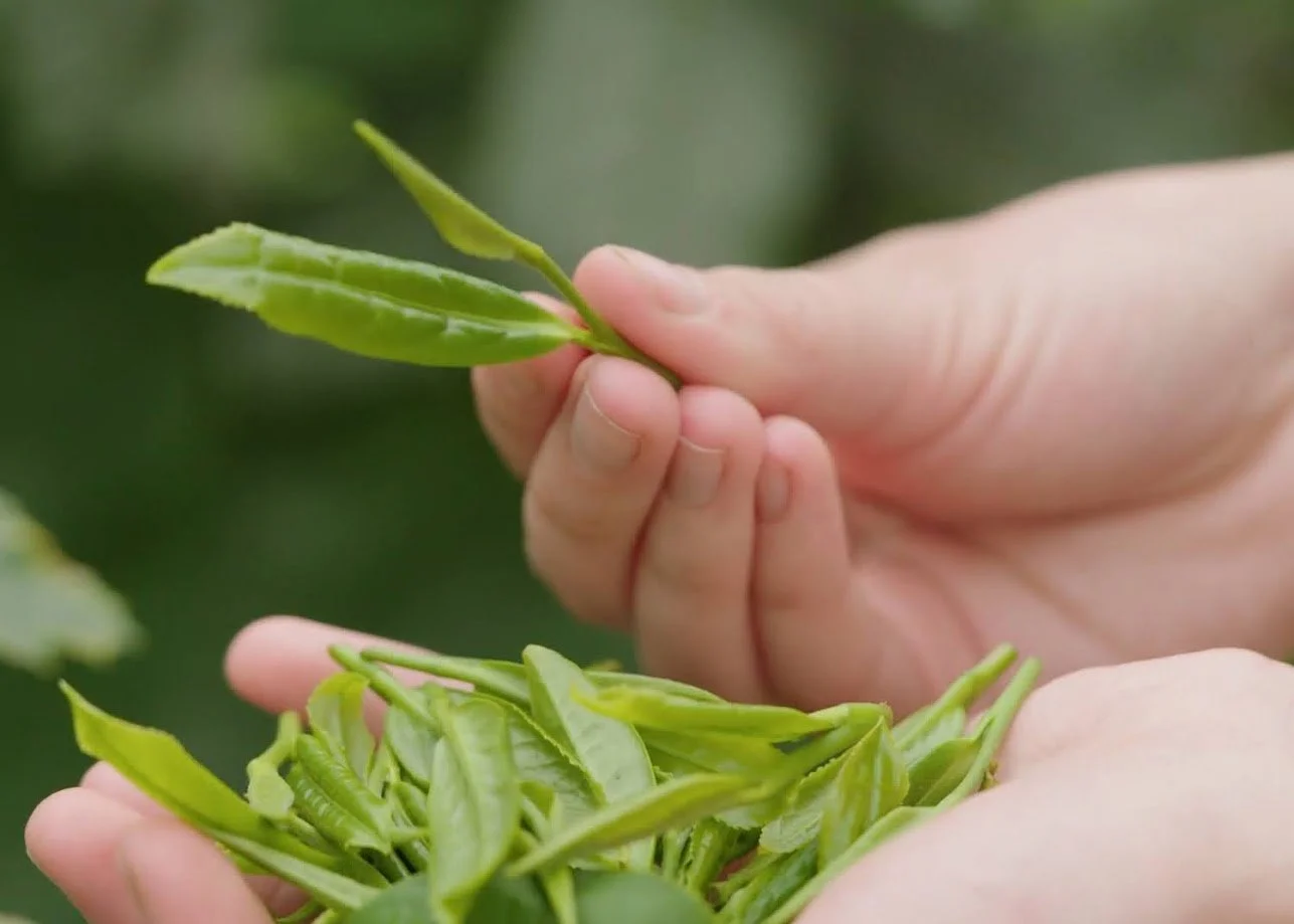 Fresh Camellia sinensis tea shoots harvested at Coastal Grove Farm in Nova Scotia, Canada