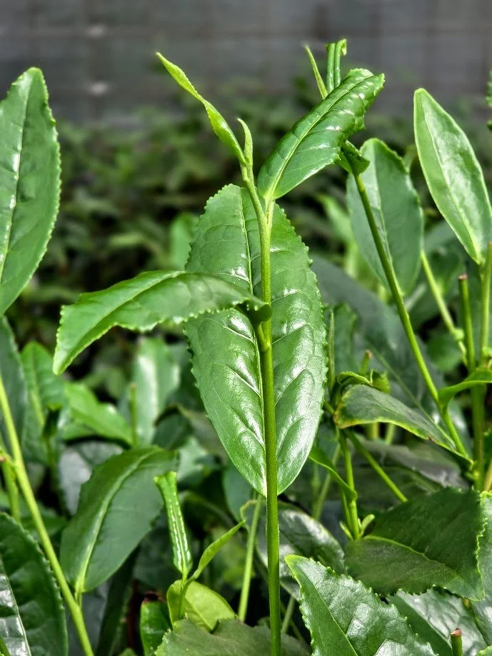 Young Camellia sinensis tea shoot growing at Coastal Grove Farm