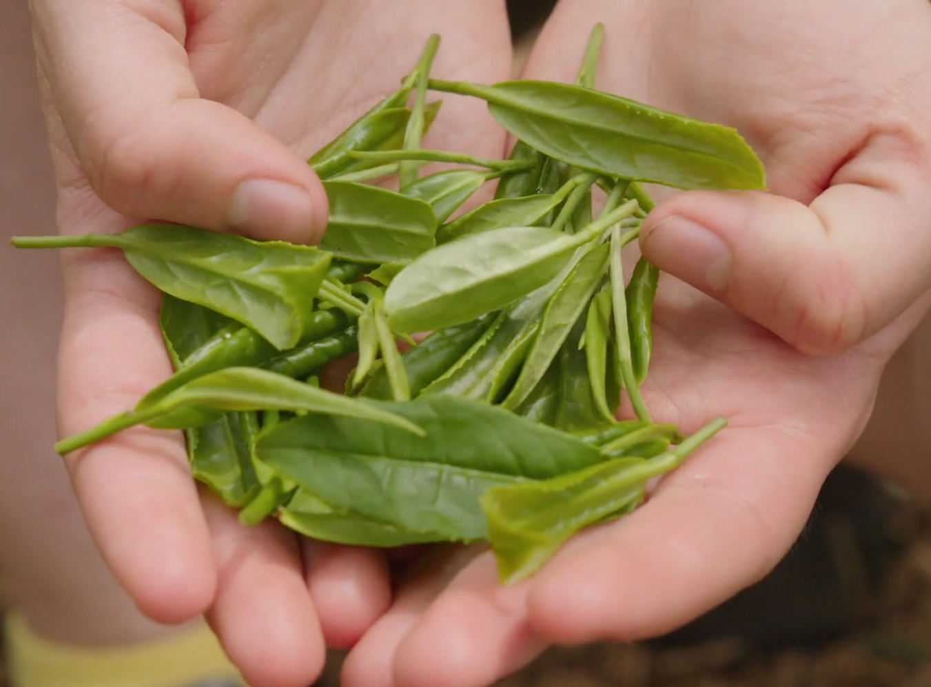 Freshly harvested Camellia sinensis tea leaves held in hands