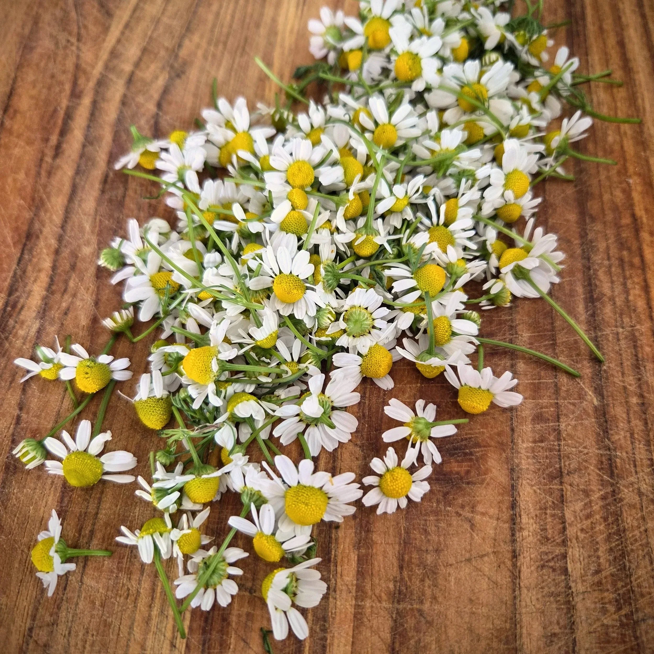 Just+Chamomile.jpg
