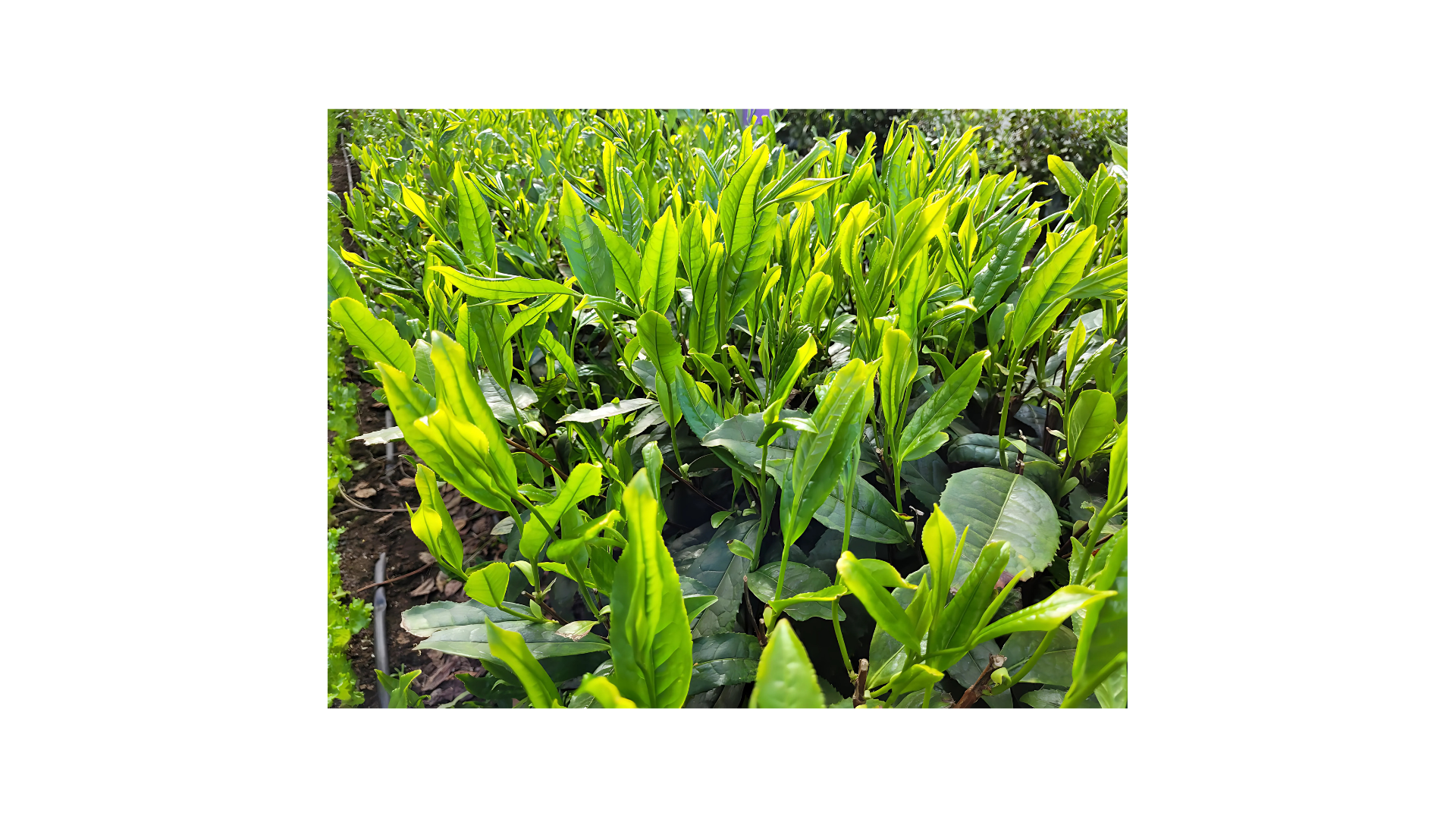 Camellia sinensis tea plants with vigorous new growth at Coastal Grove Farm