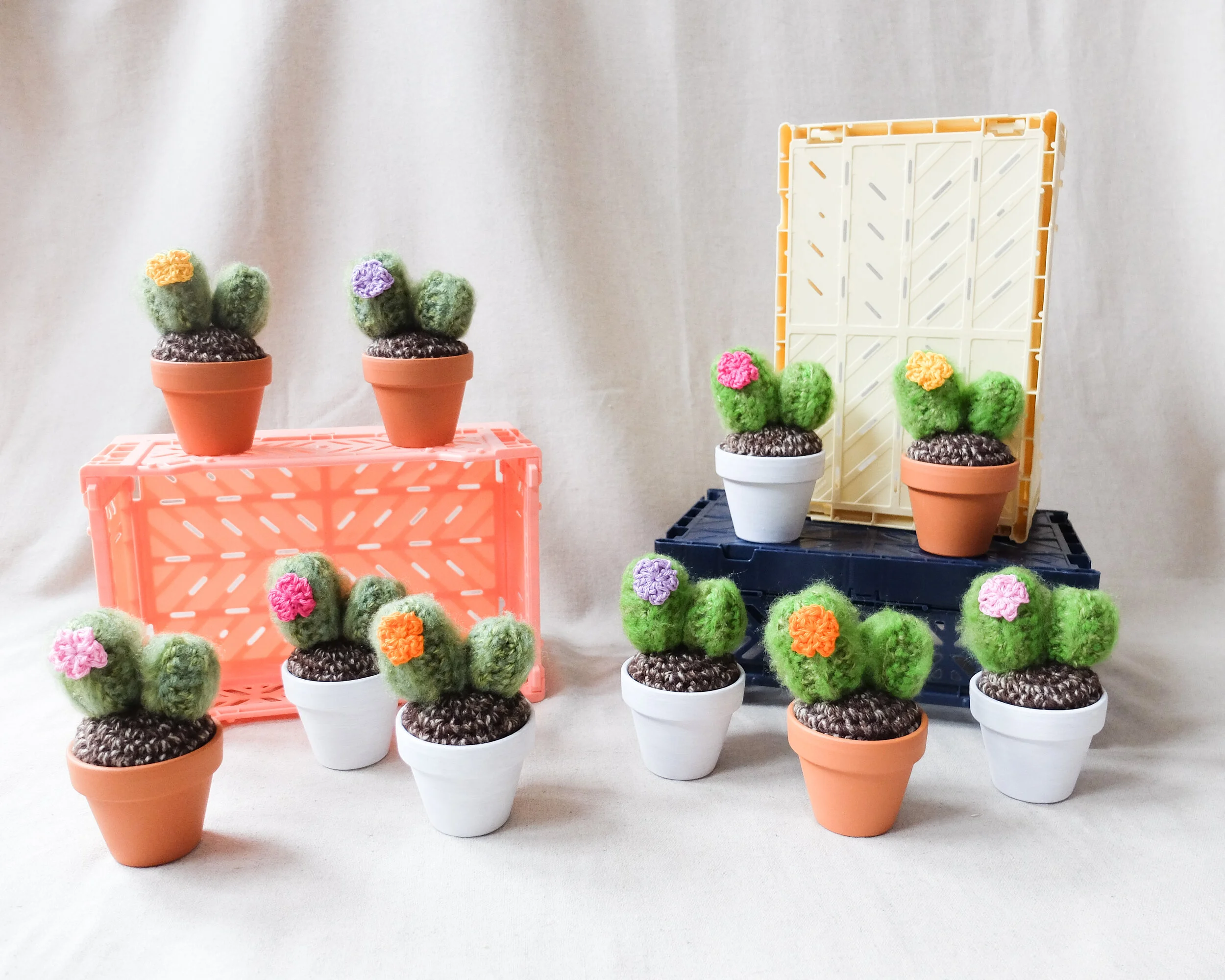 cactus5
