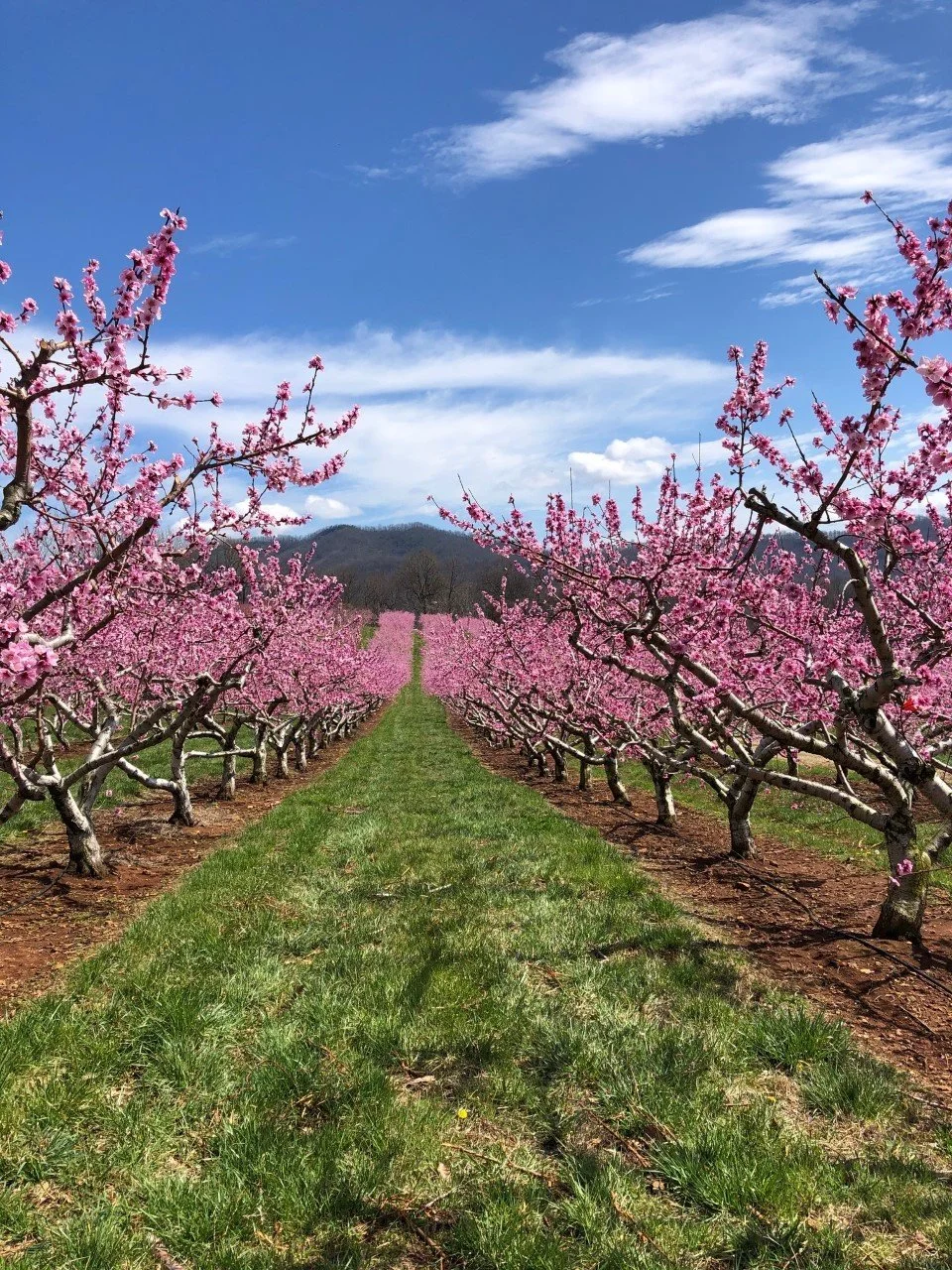 90720666_10158191633277164_5703775504629235712_n (1).jpg