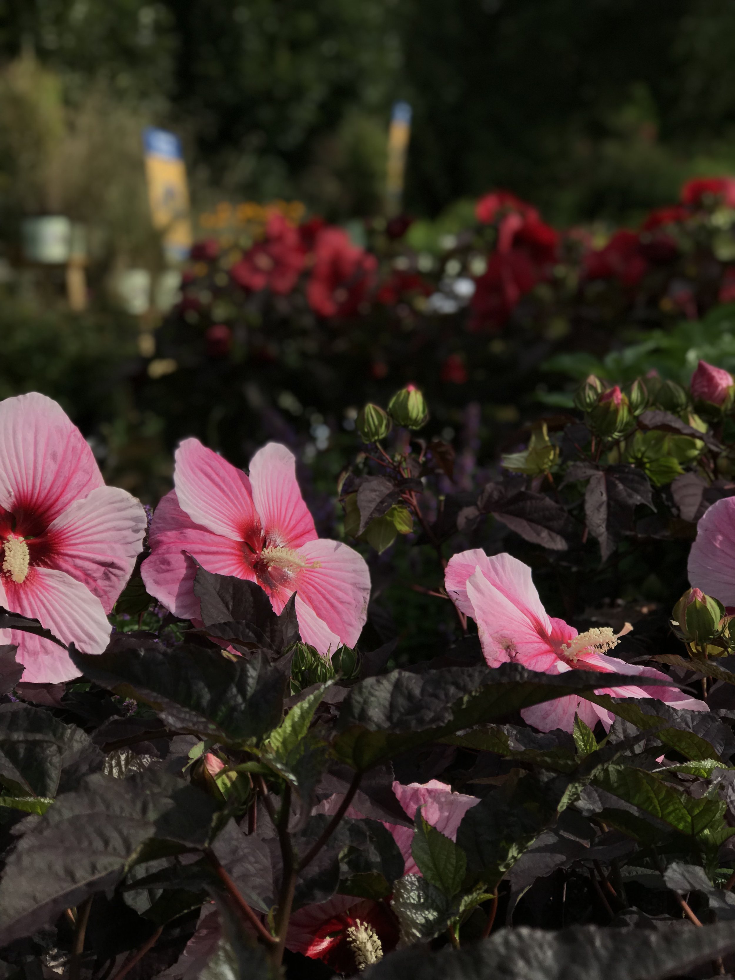 Photo Aug 02, 9 13 23 AM (1).jpg