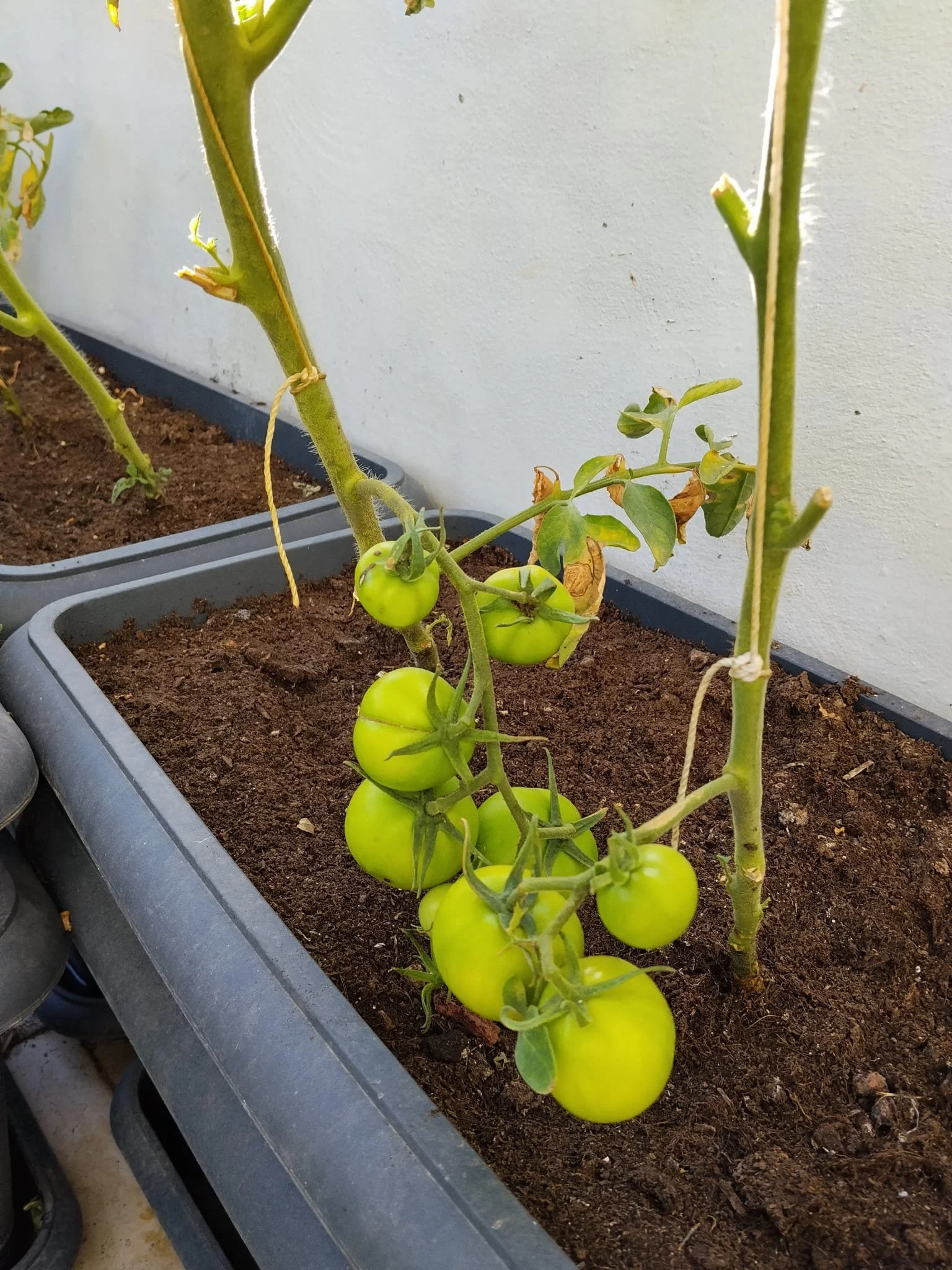 Vegetables being produced in planters.