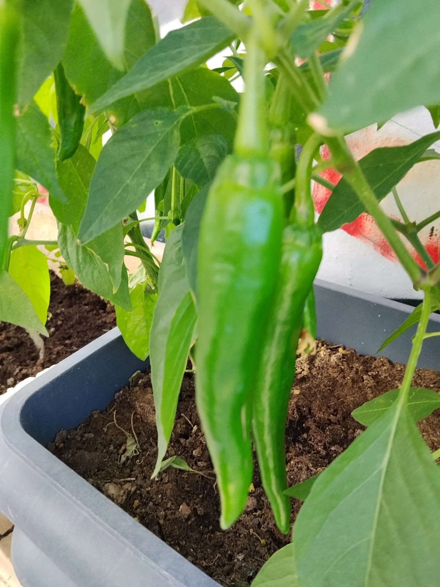 Peppers being grown in planters.