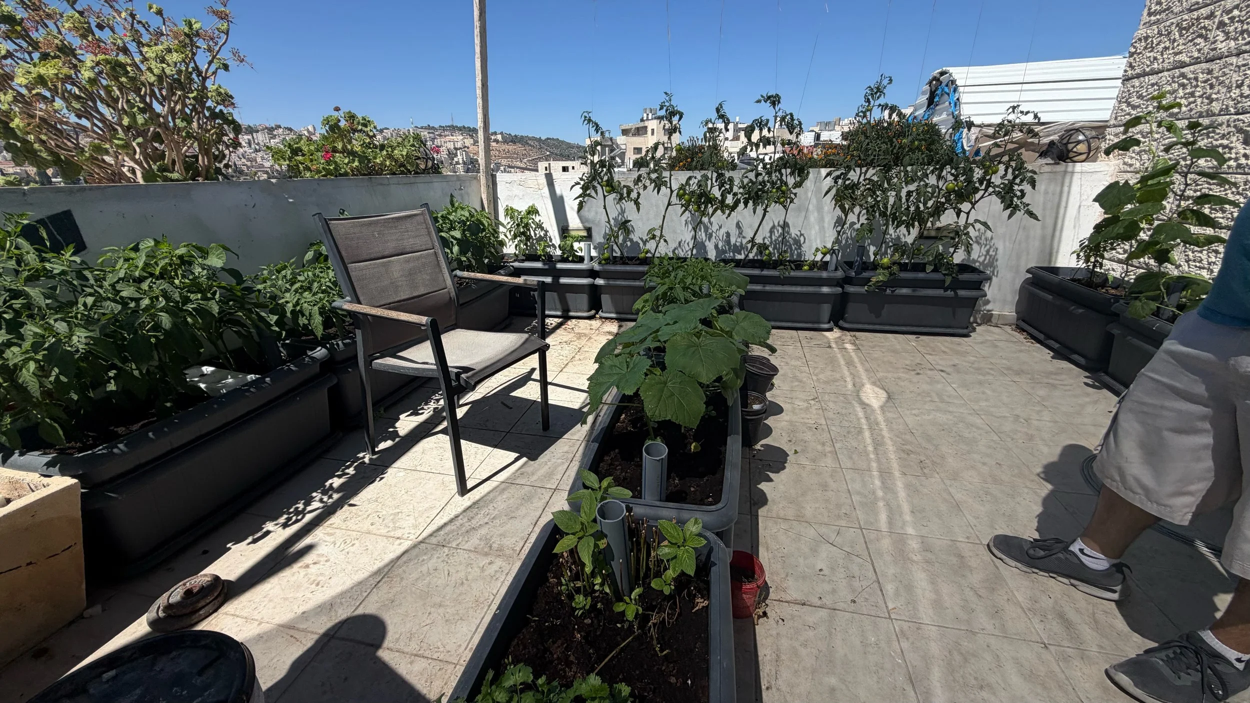 A larger space for a garden on yet another rooftop.