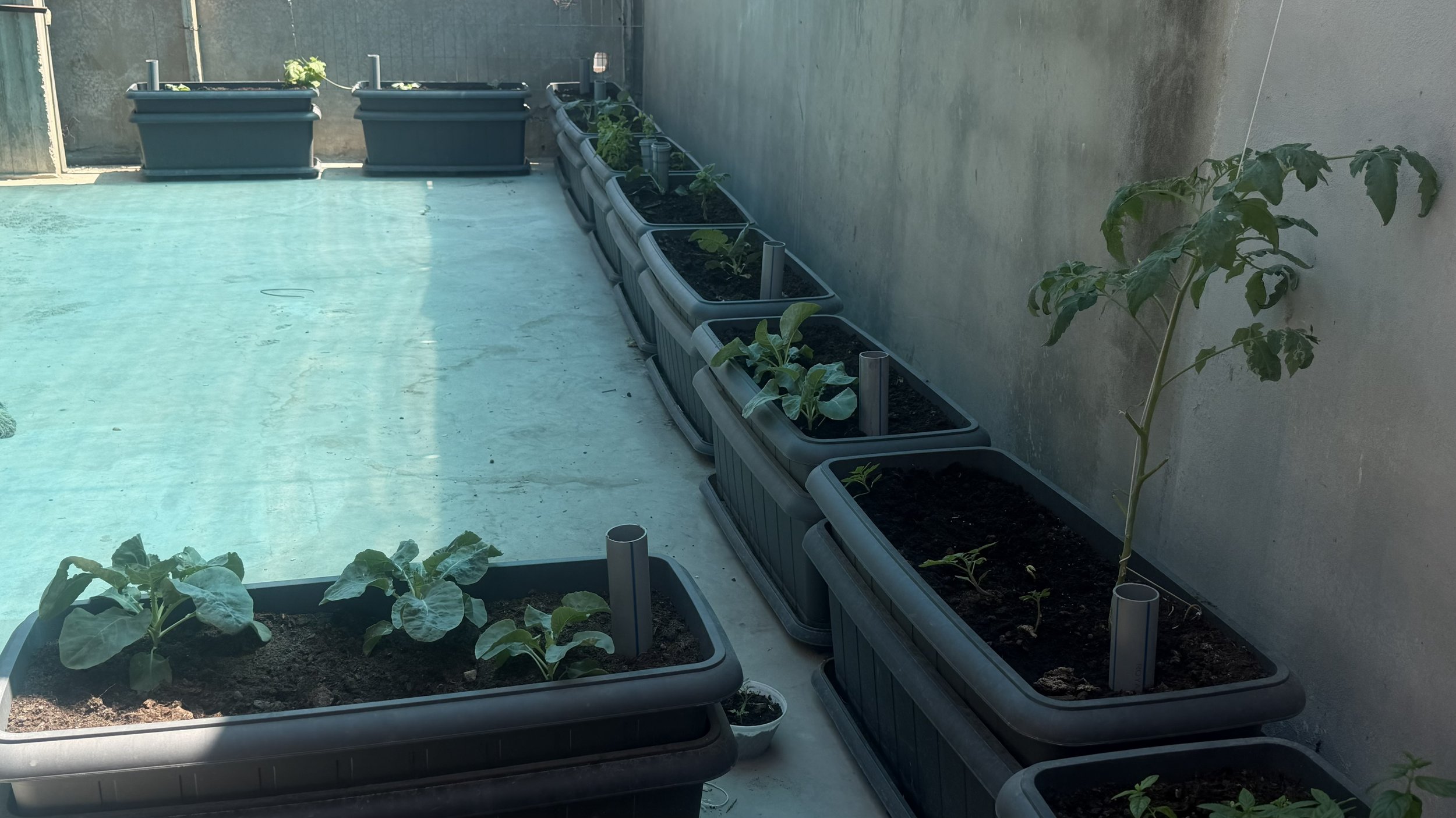 A garden in production.