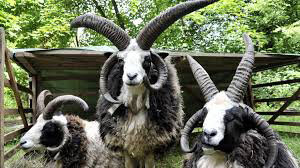 shirley's jacob sheep.jpg