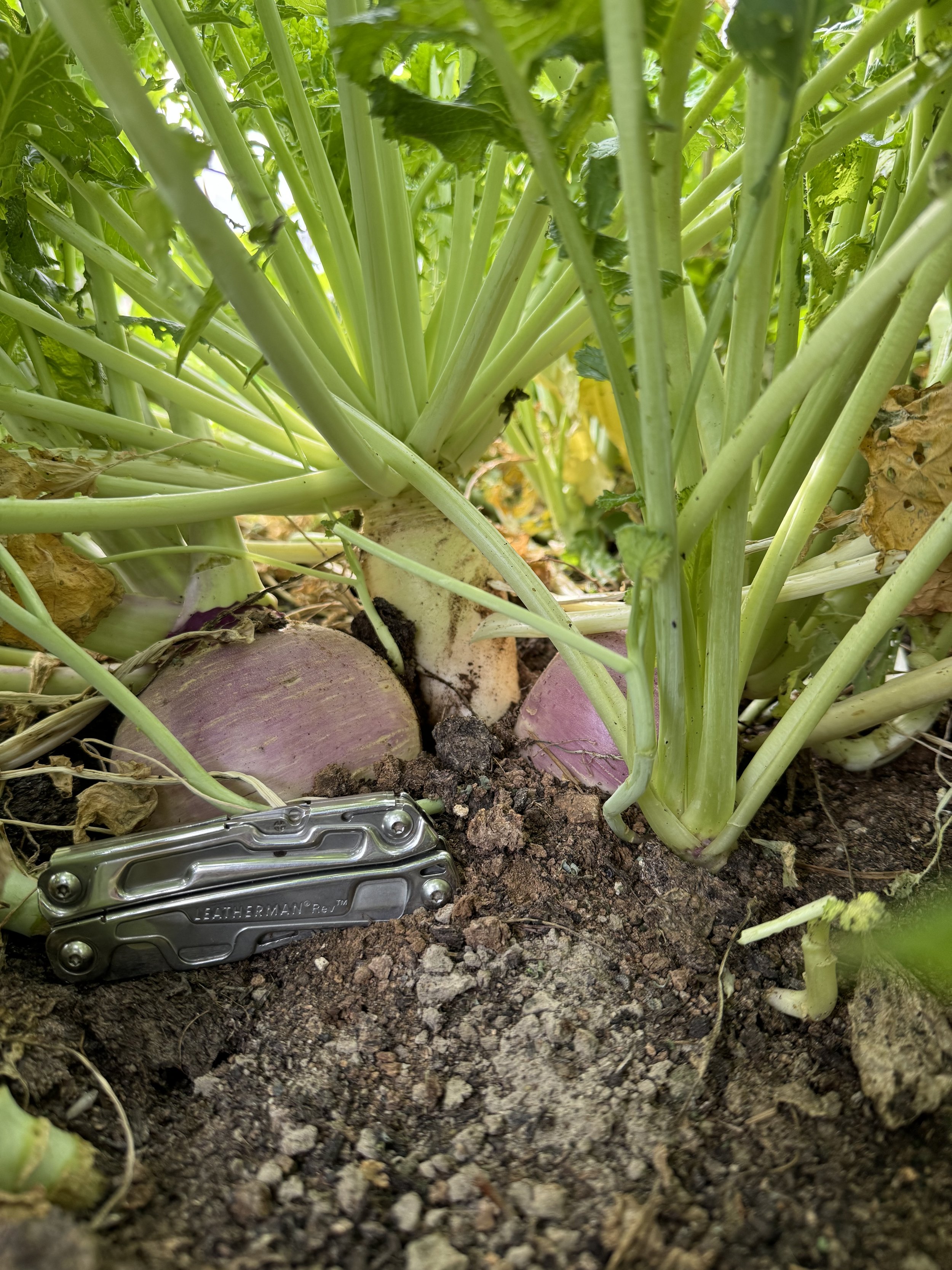 Purple Top Turnips
