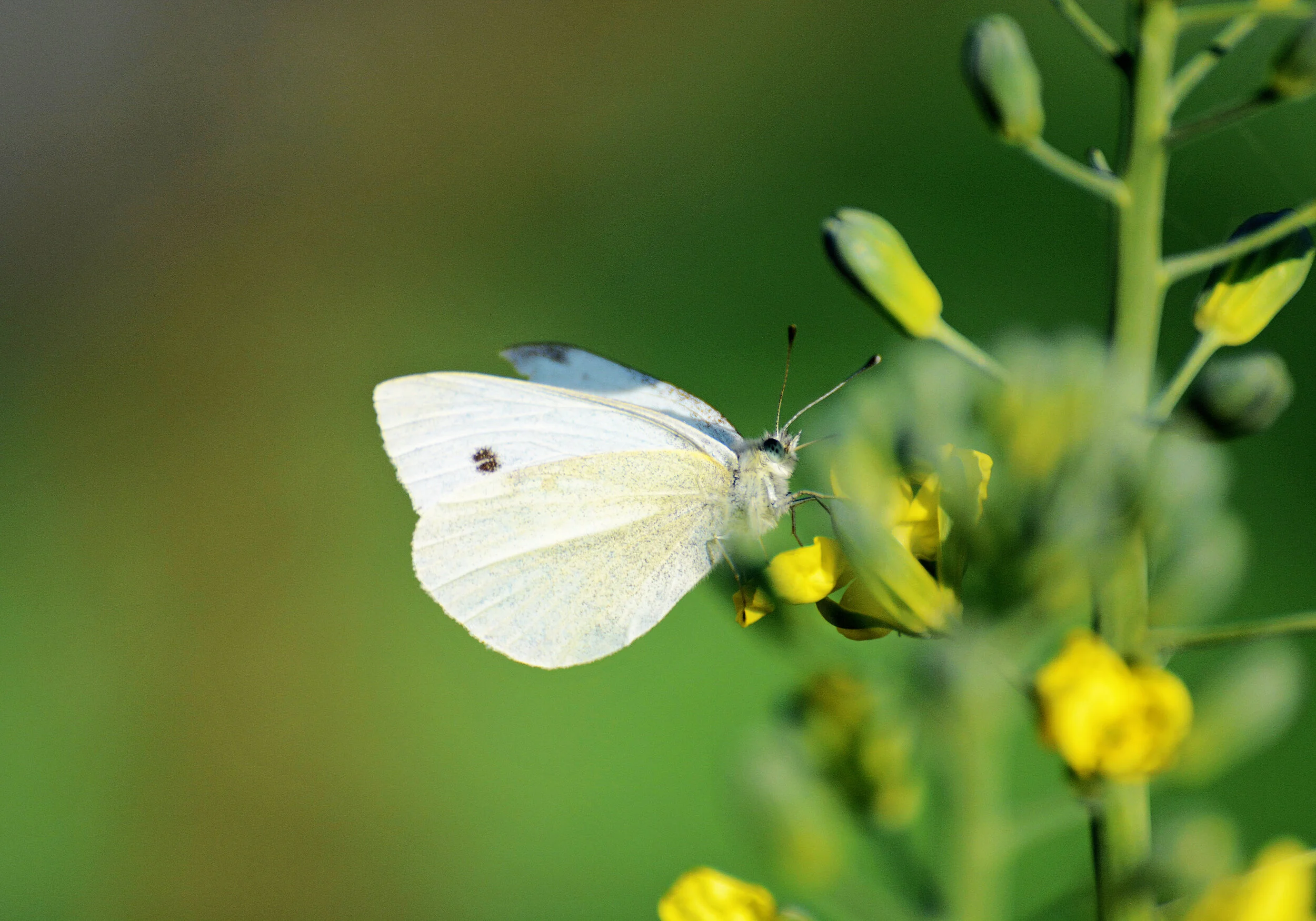 Small White ~  Pollardstown Fen  Co. Kildare