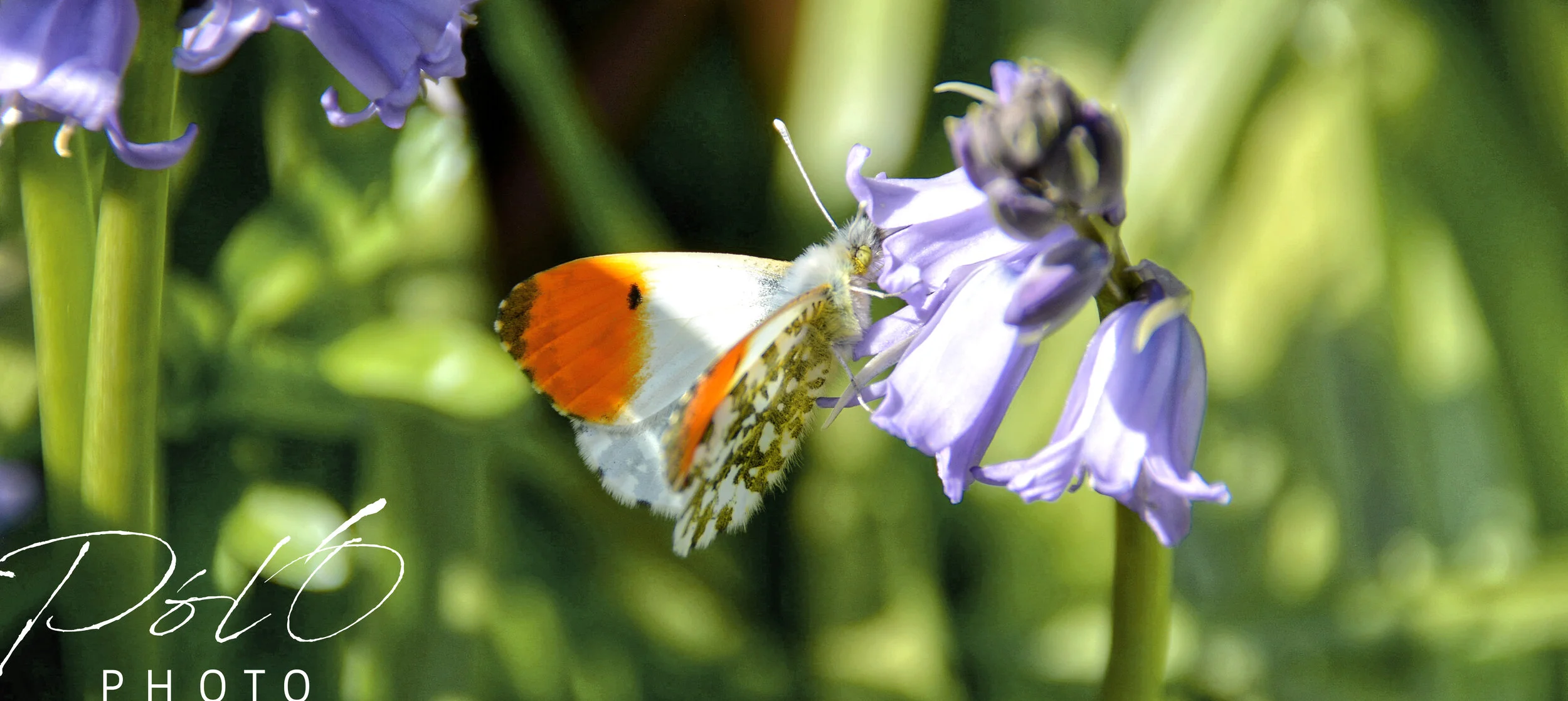 Orange Tip ~ Donore, Co. Kildare