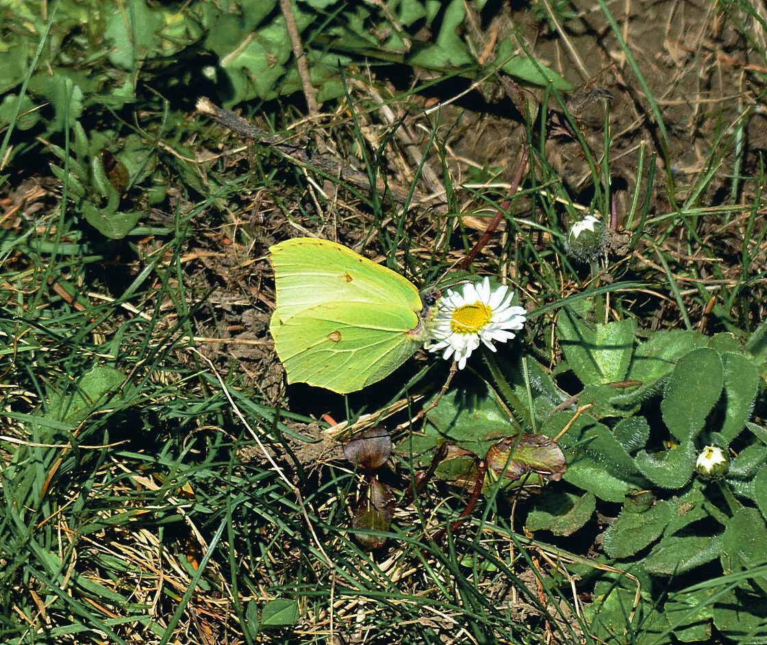 Brimstone