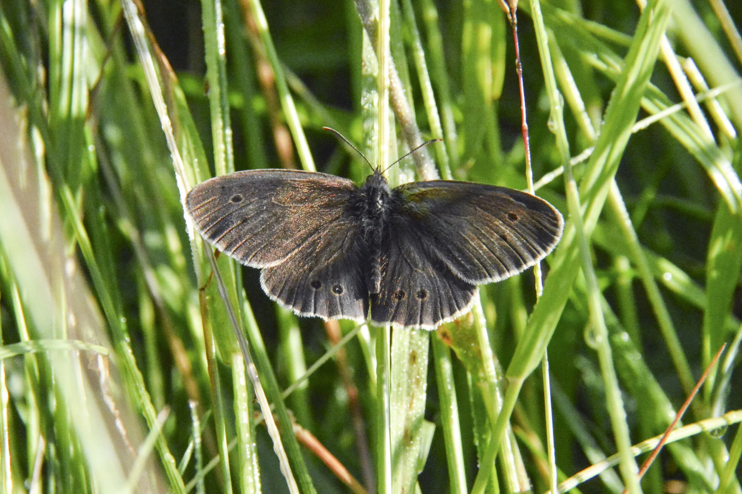 Ringlet