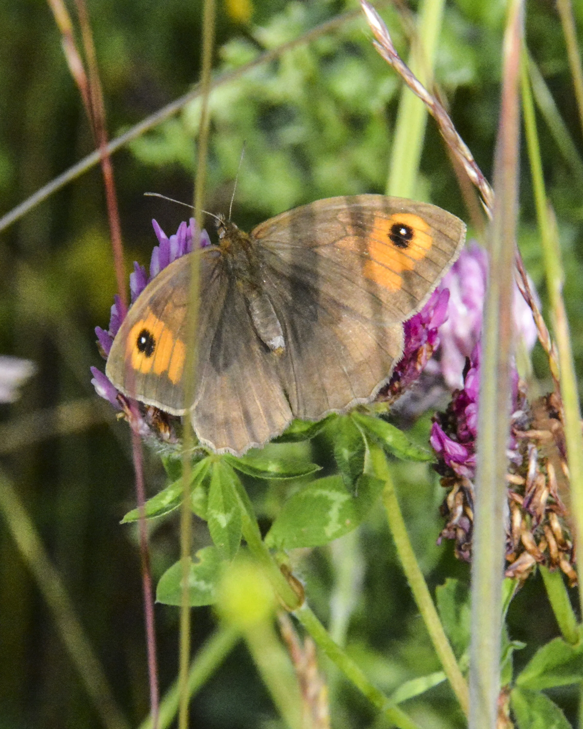 Small Heath
