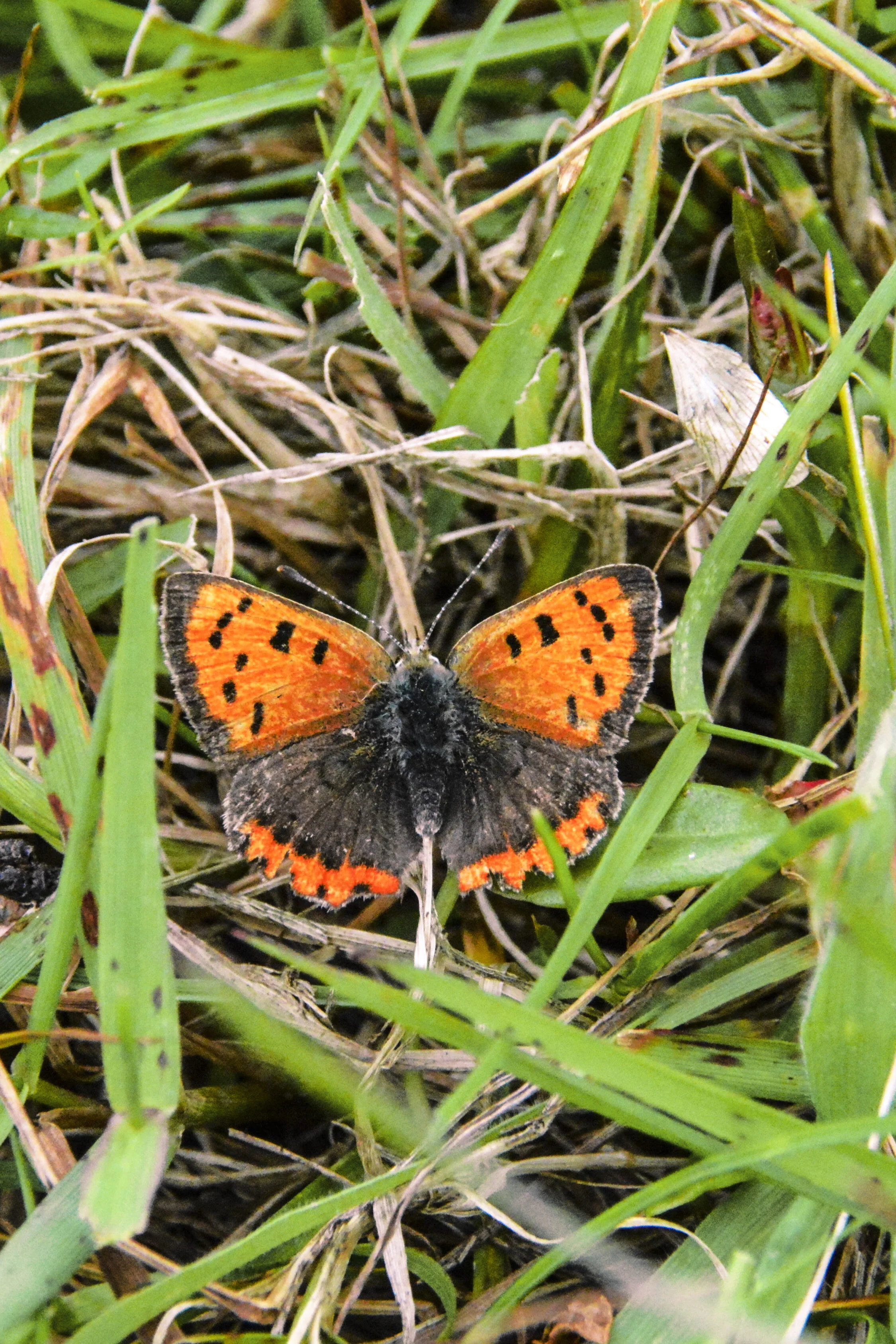 Small Copper