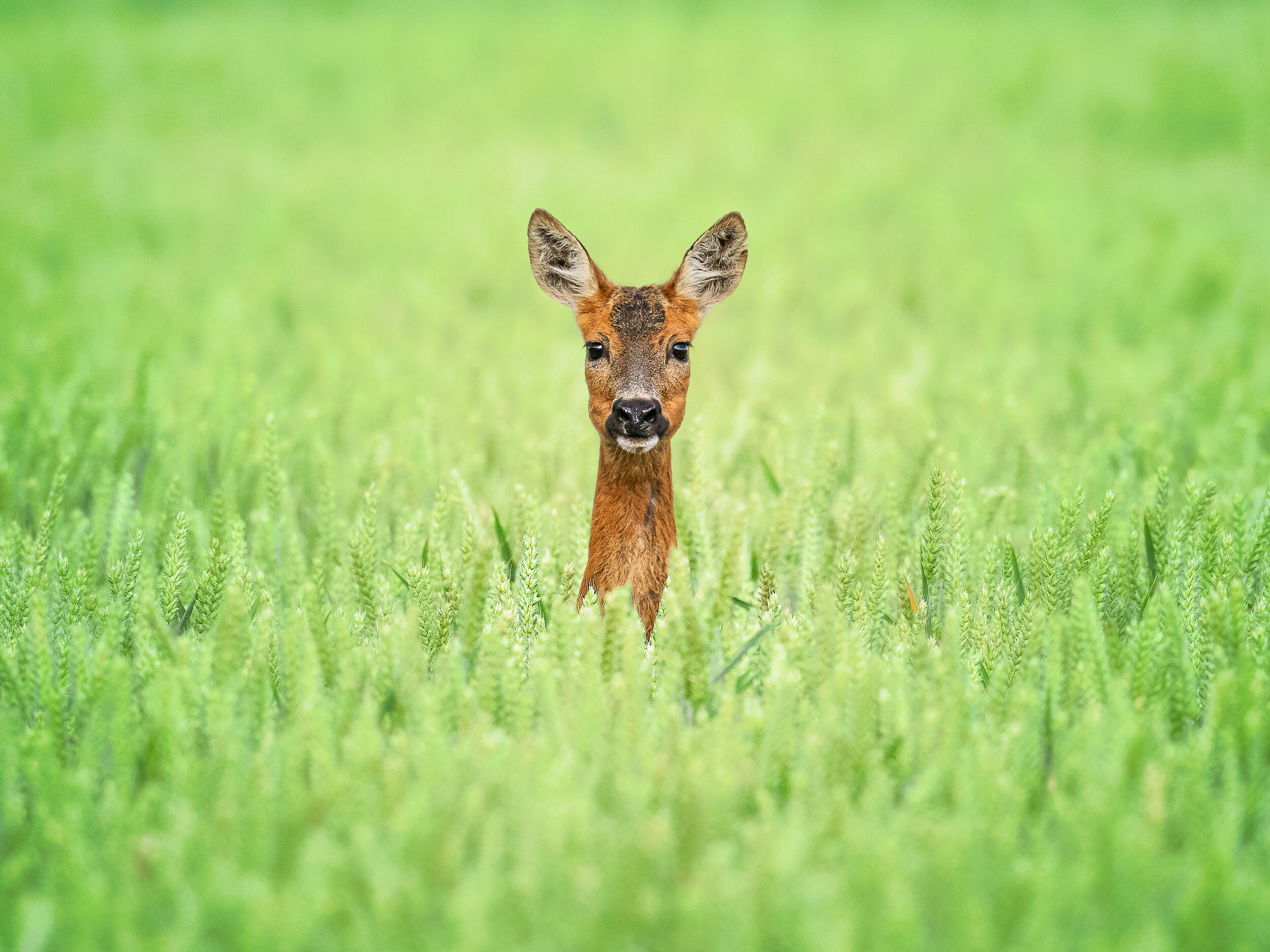 Roe deer.jpg