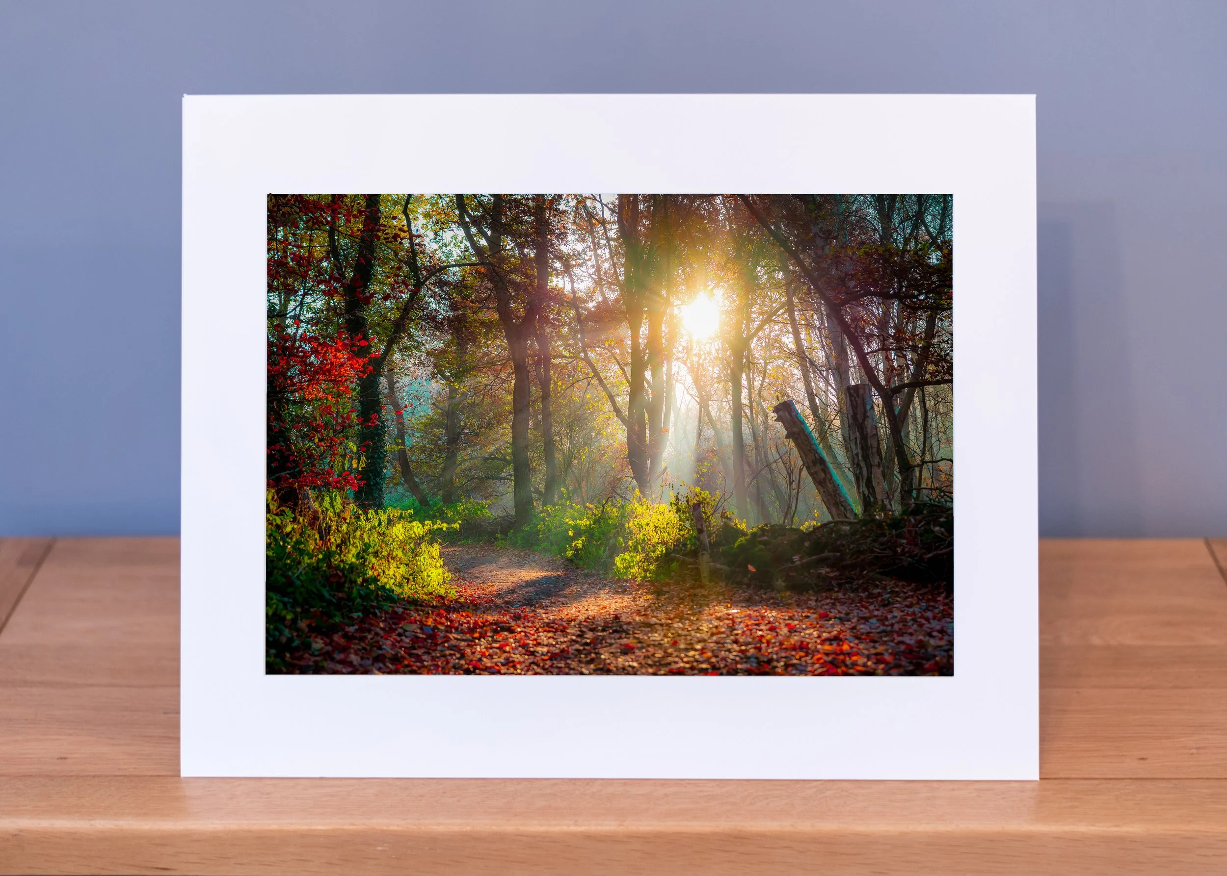 Light rays at Hartsholme Park