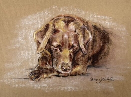 "Brown Labrador Study" Gentle Poppy Dog Portrait Original Pastel Pencil Painting Sketch by Patricia J Valenti