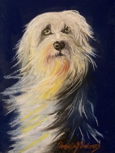 "Bearded Collie Swirl" Dog Original Pastel Painting by Patricia J Valenti