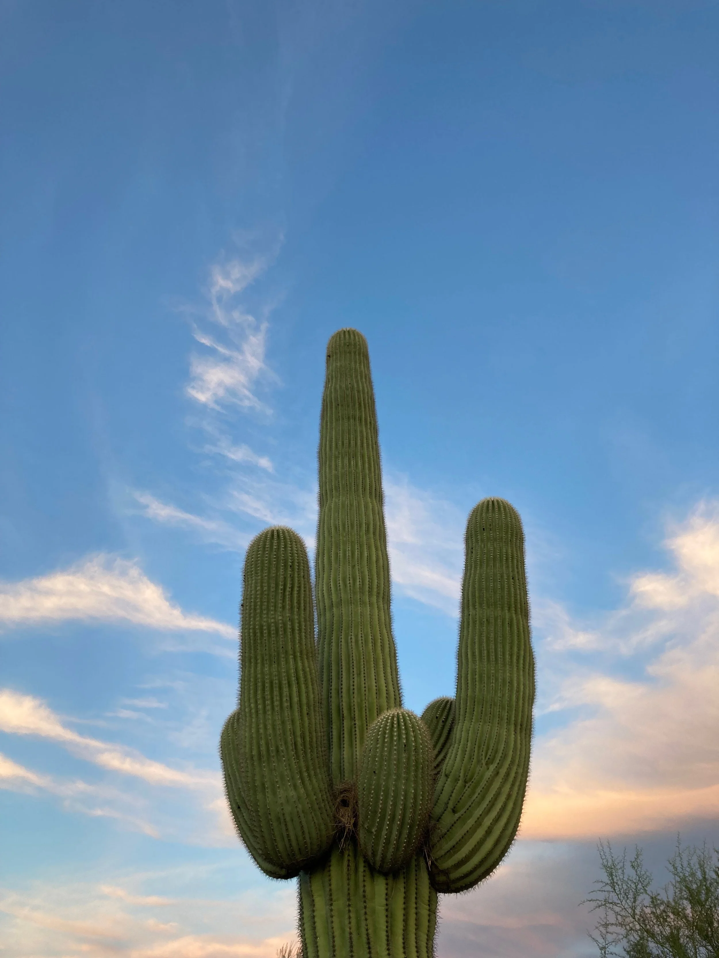 How I Approach Holistic Horse Care — Clicker Cowgirl