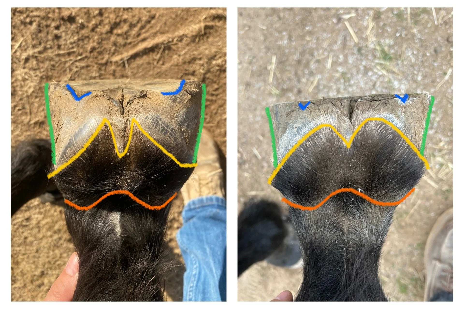 1 year of progress on a front left hoof.