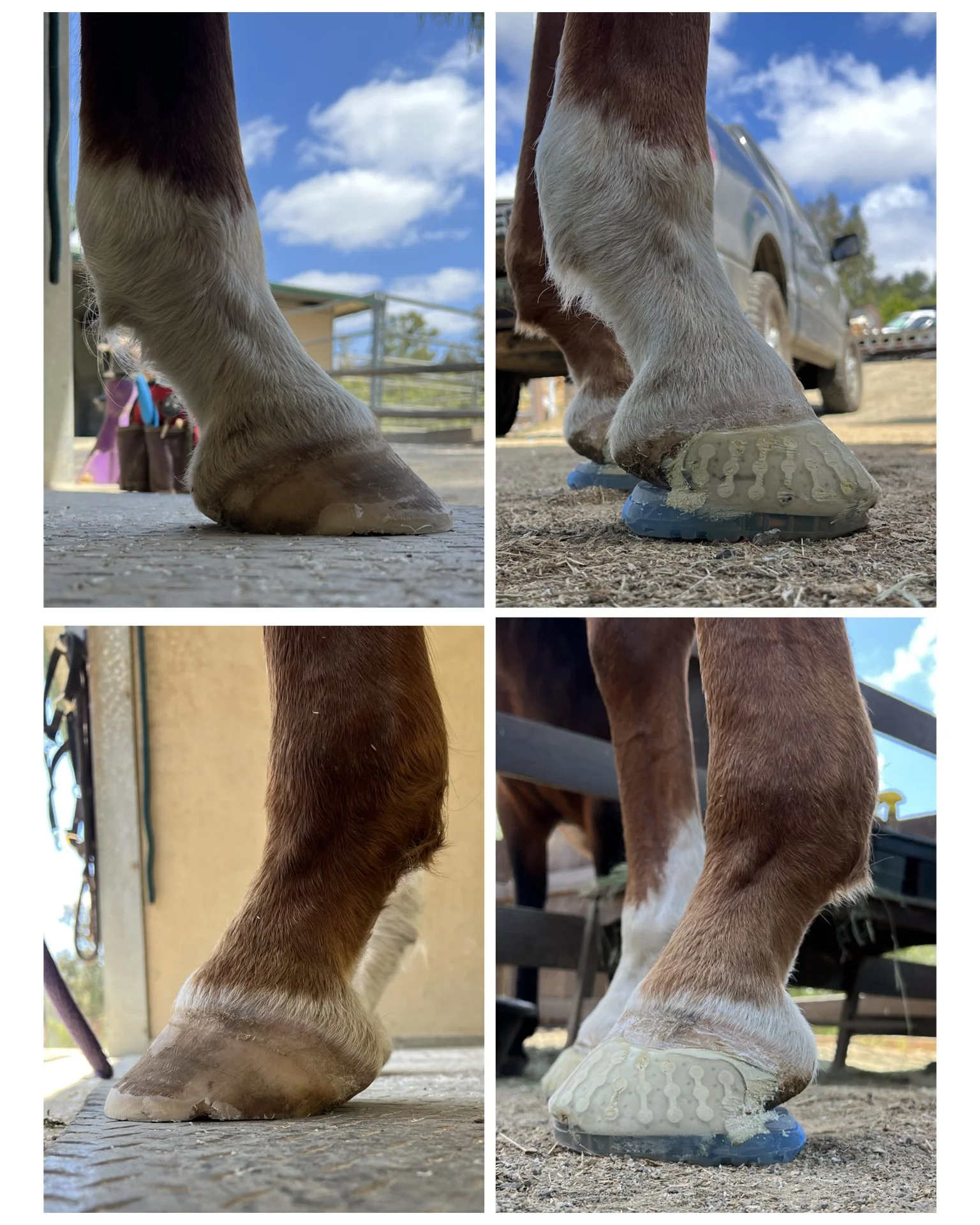 Roughly one year between left (2025) and right (2026). Shoes have played a vital role in keeping this mare comfortable resulting in reduced carpal swelling, improved joint angles, and improved locomotion.