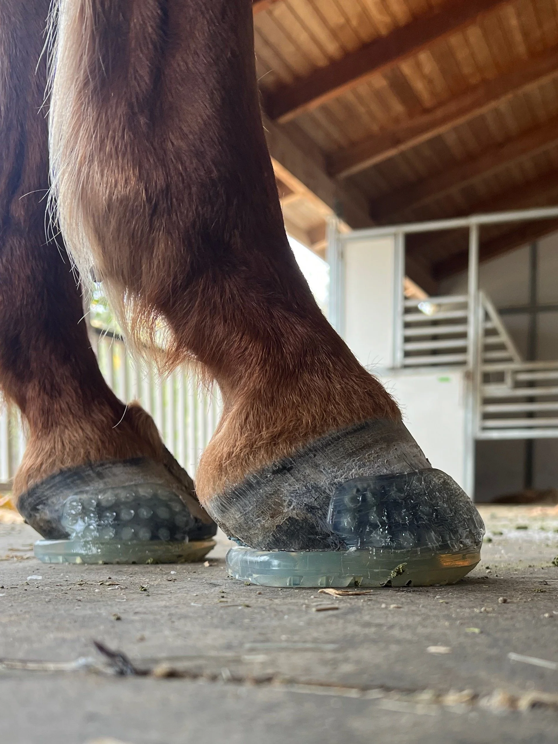 Application of an Easy Care Versa Grip Glue shoe on a hoof using SuperFast.