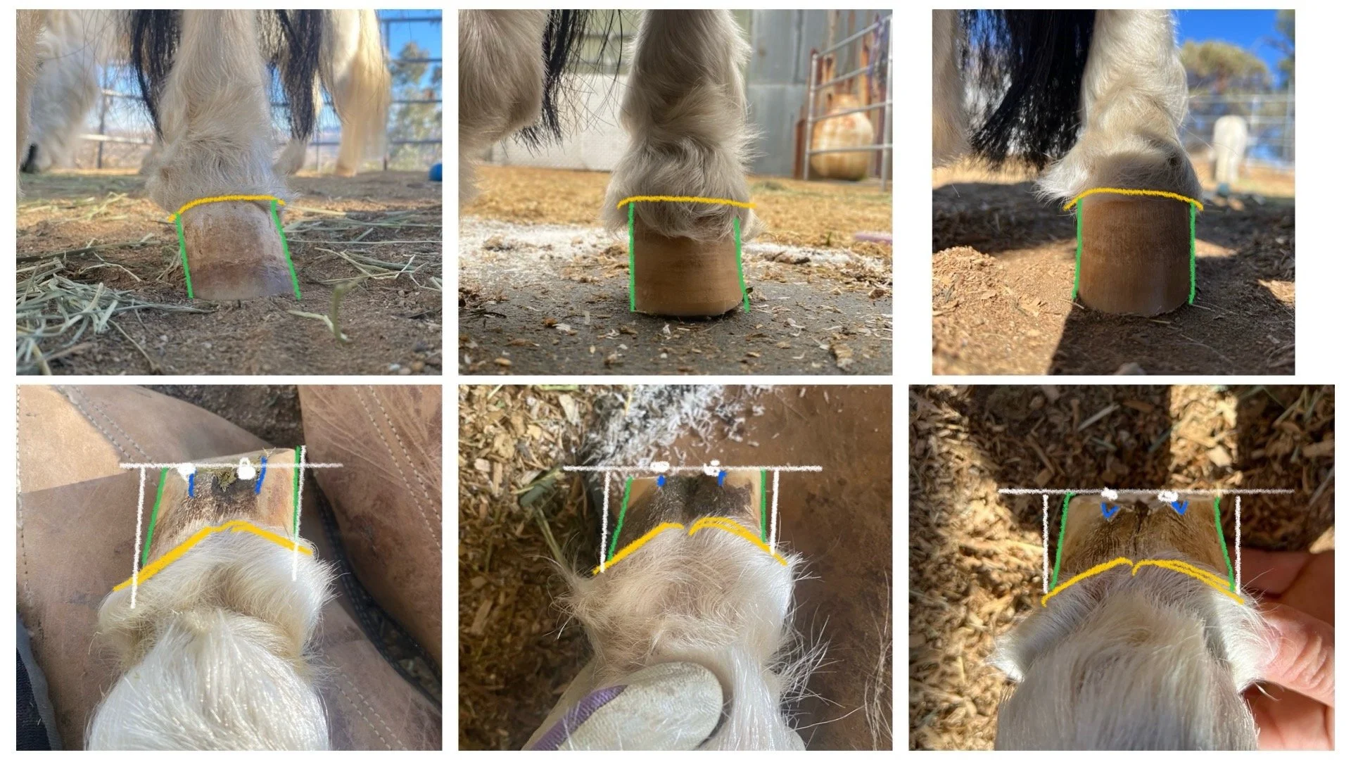 Reversing capsular sheering on a hind left hoof of a mini over the course of 8 months.