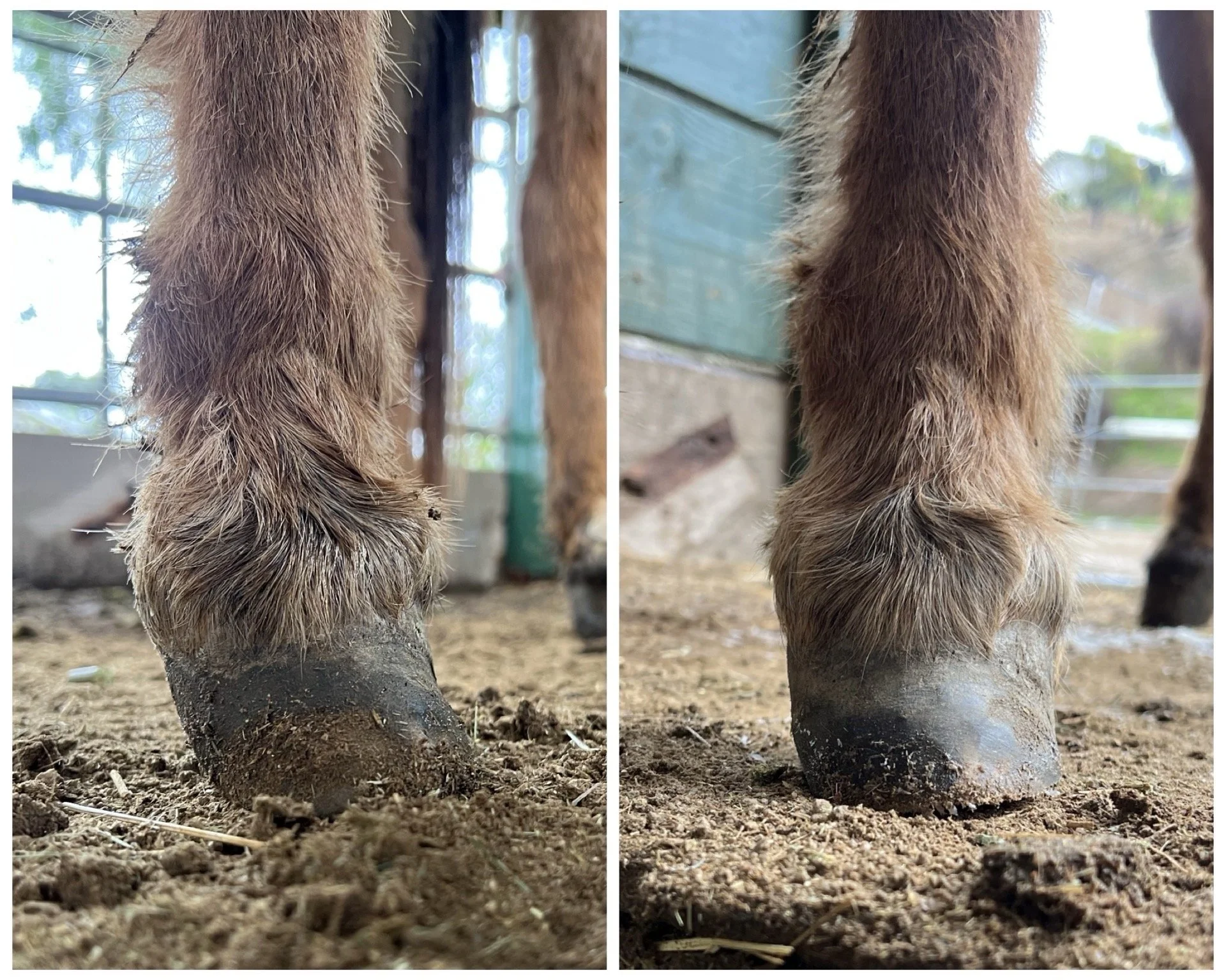 Before and after the initial trim of a senior hinny.