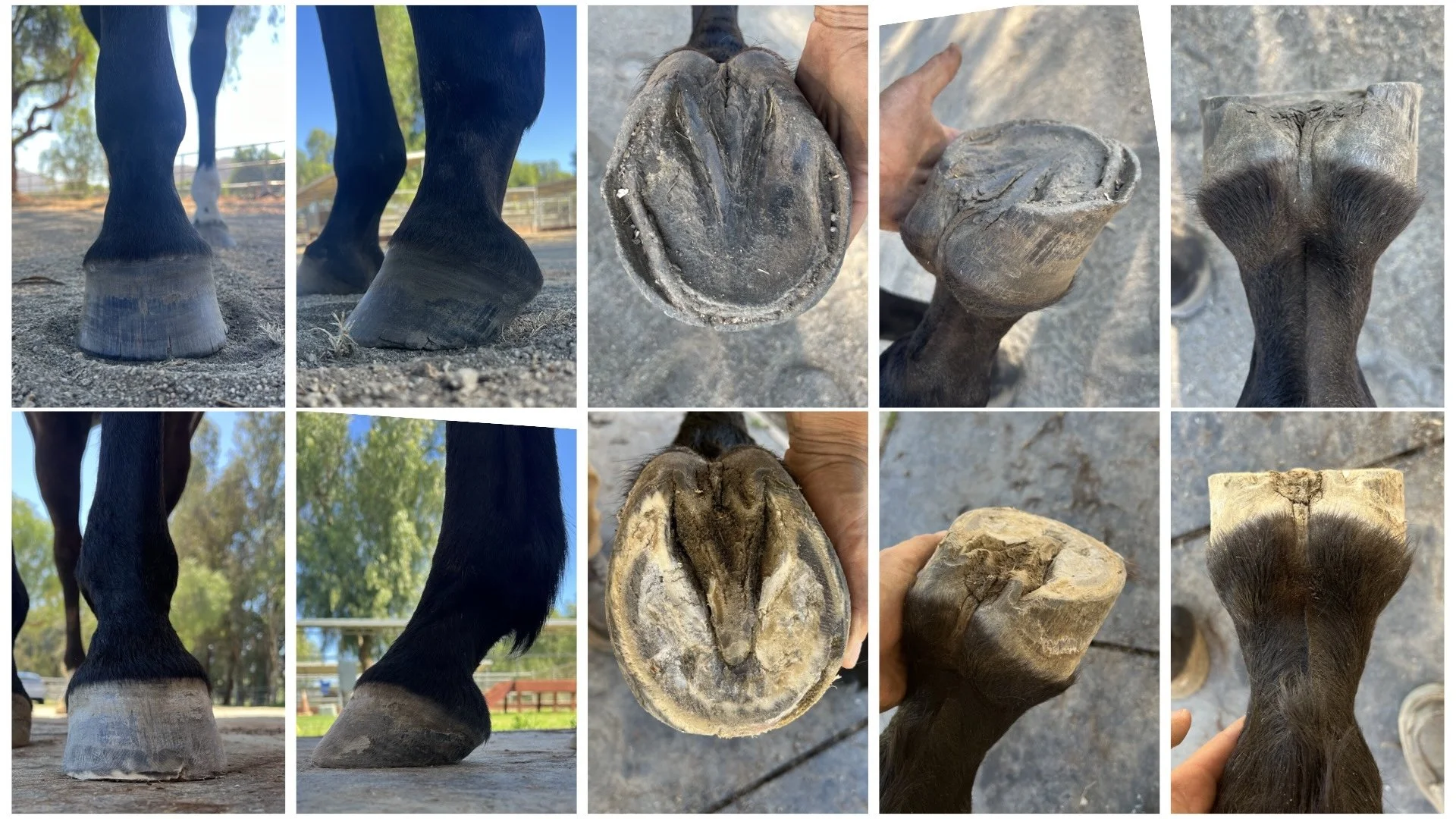 Development of a front left "high" hoof over the course of 8 months. Before 1st trim (top) and after the 6th trim before shoes were applied (bottom).