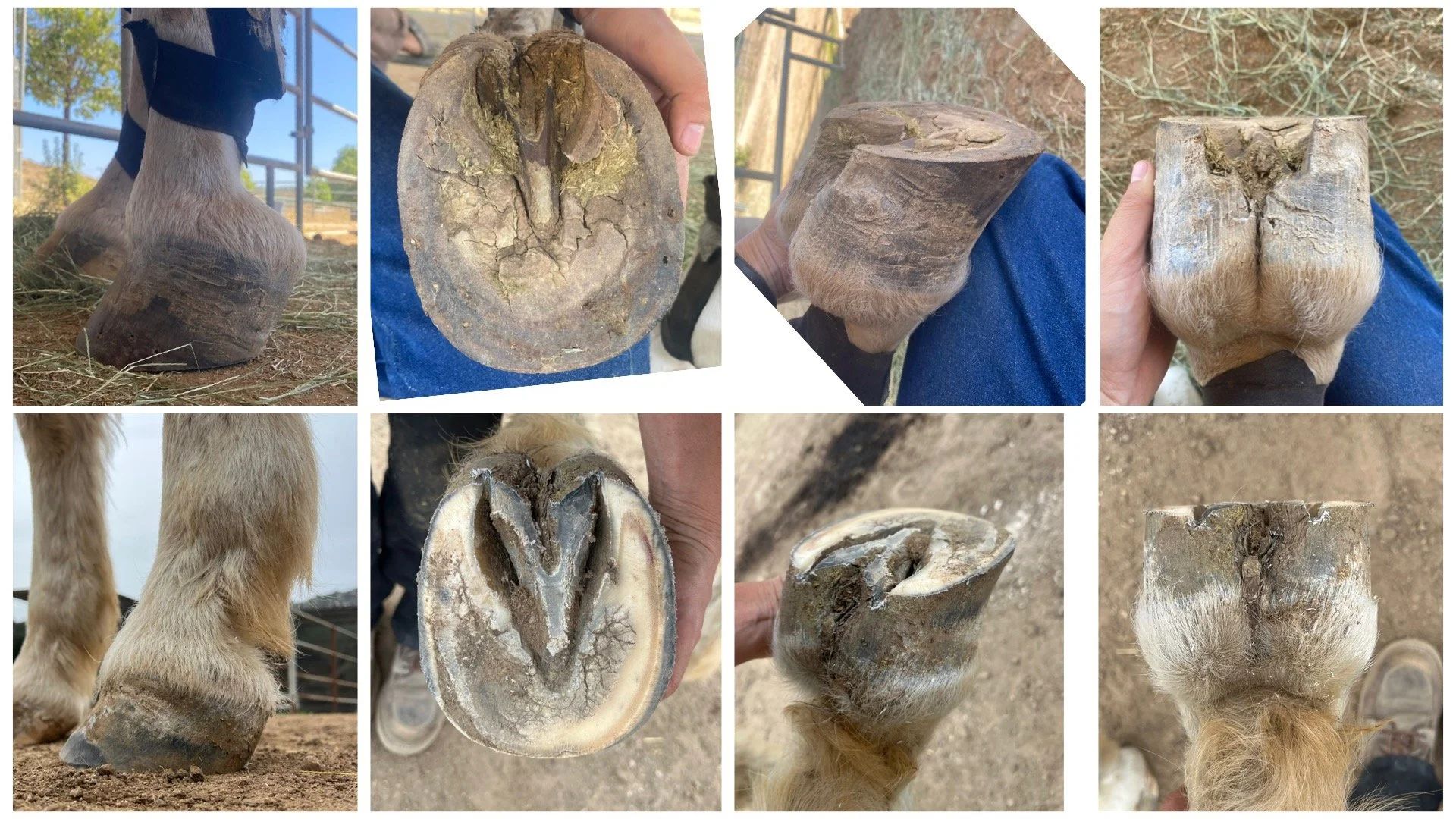 The management of a severe club hoof over the course of a year.