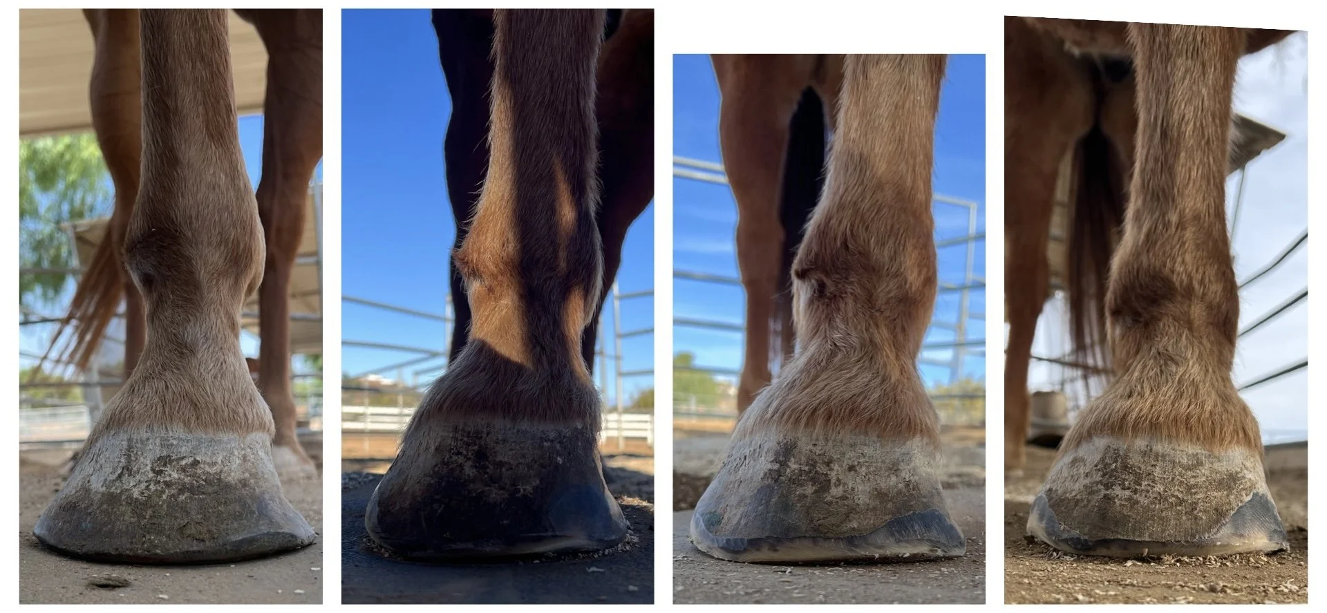 6 months of progress on a front right hoof.