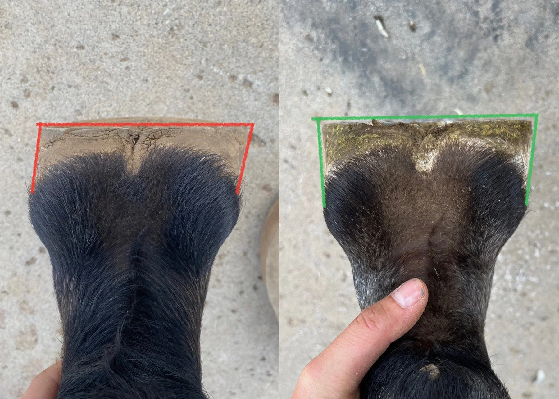Reversing capsular sheering on a hind left hoof over the course of 7 months.