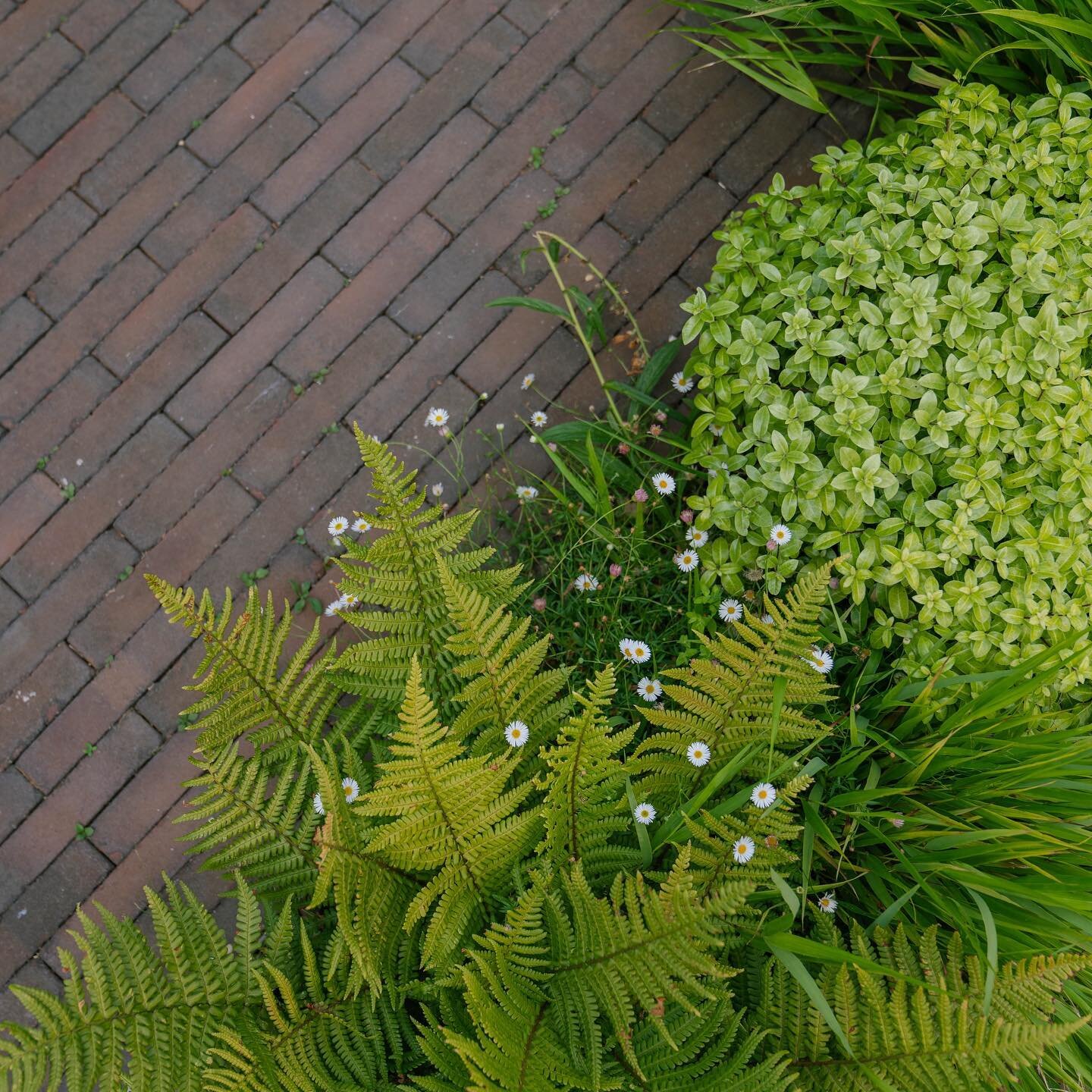 Create a strong first impression with a modern attractive yet practical driveway with plenty of parking space.
This driveway in Wandsworth was designed &amp; planted by @thelondongardenerltd &amp; built by us @harringtonbrothers