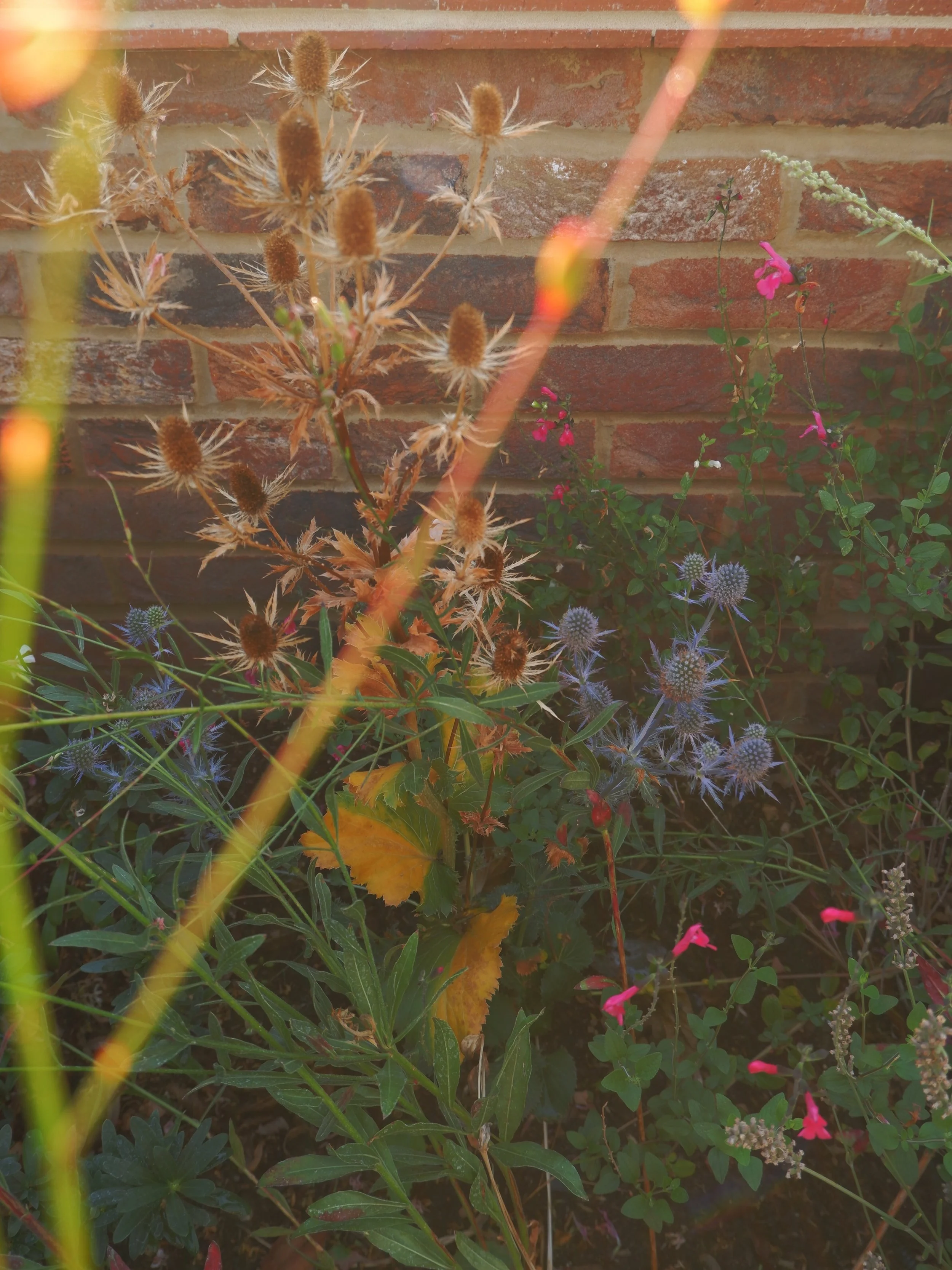 A garden with various plants, including thistles with spiky brown seed heads and pink flowers, against a brick wall background. Harrington Brothers Landscapes Surrey.