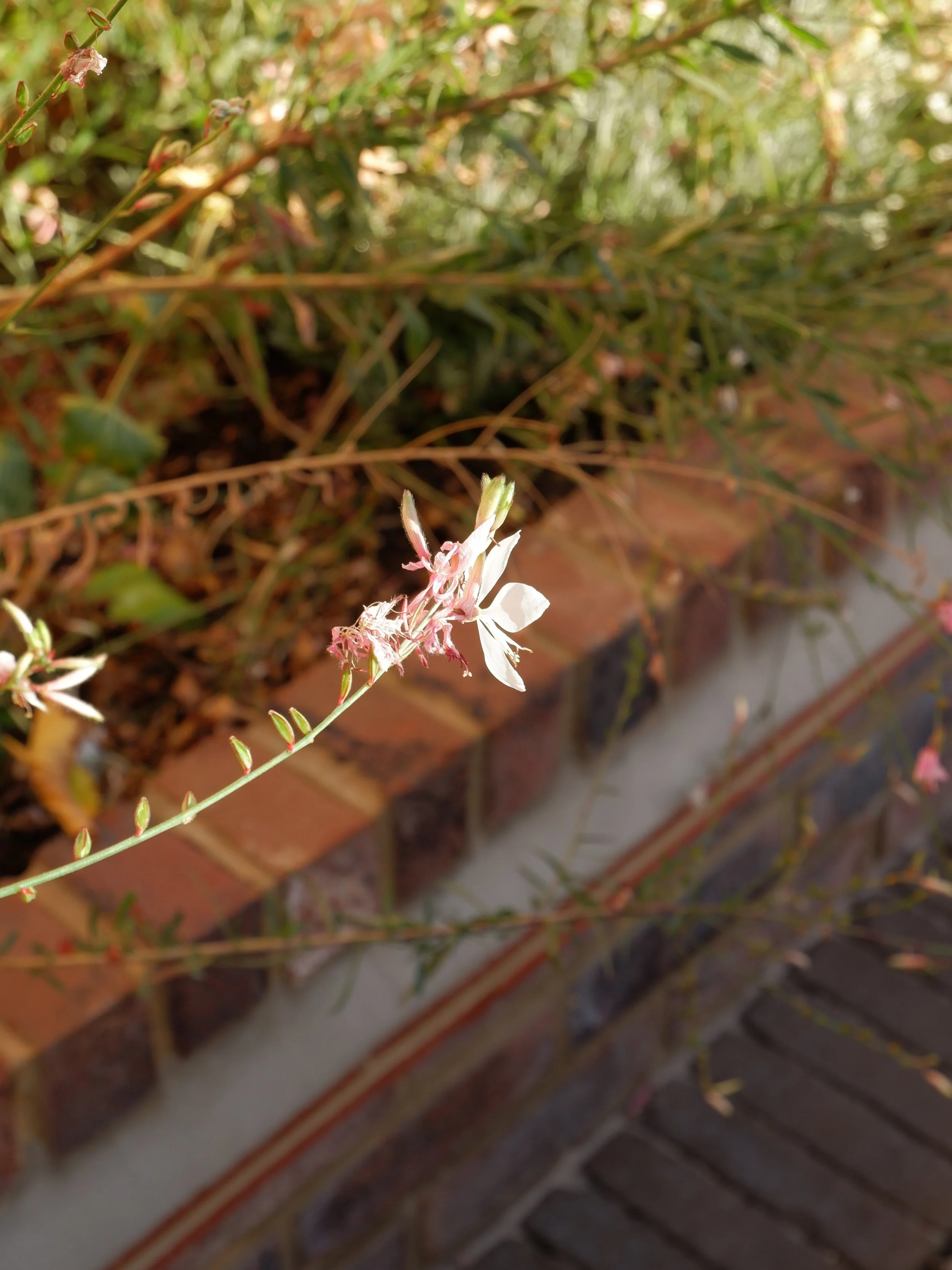 A small white flower with light pink accents on a green stem, growing beside a brick wall. Harrington brothers Landscapes Surrey.