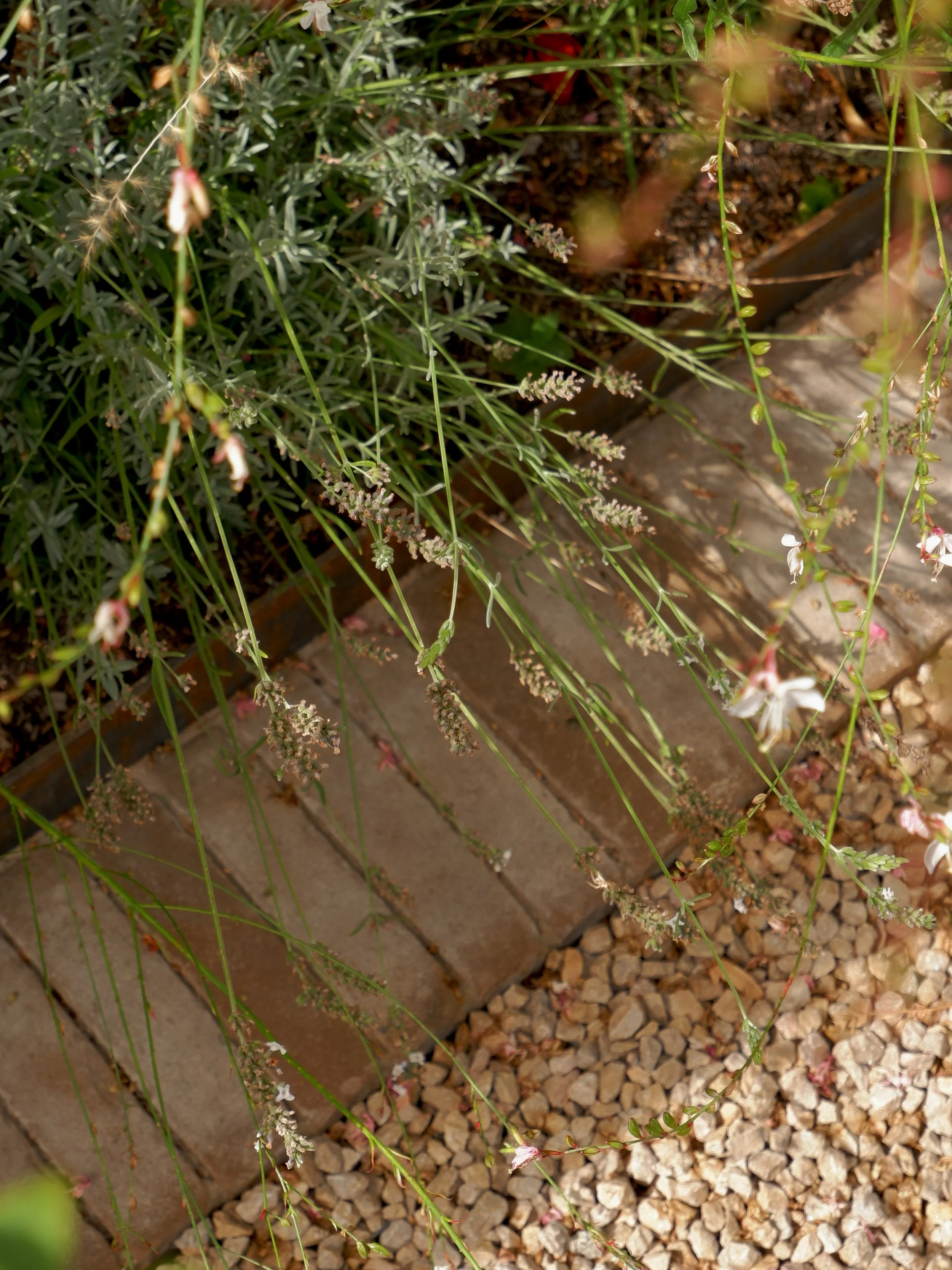 Close-up of small flowering plants with tiny green and pink-tinted flowers, growing among gravel and around a brick border. Harrington Brothers Landscapes Surrey.