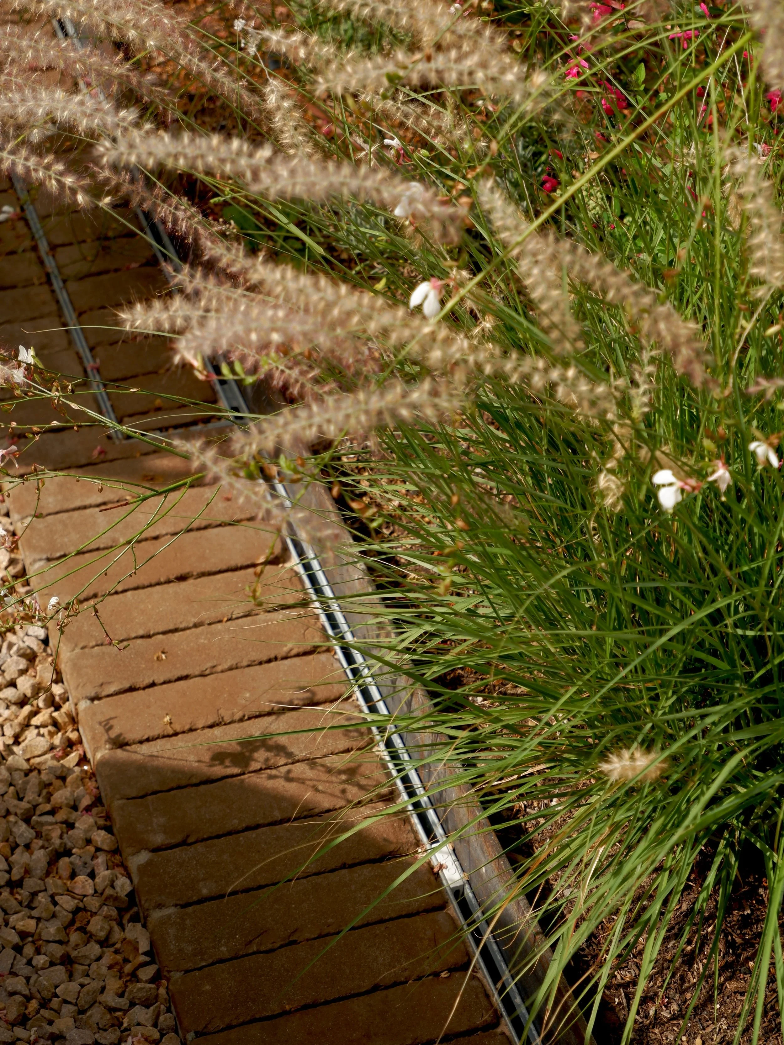 A garden with a row of bricks on the ground, green grass, and tall ornamental grasses with fluffy seed heads.