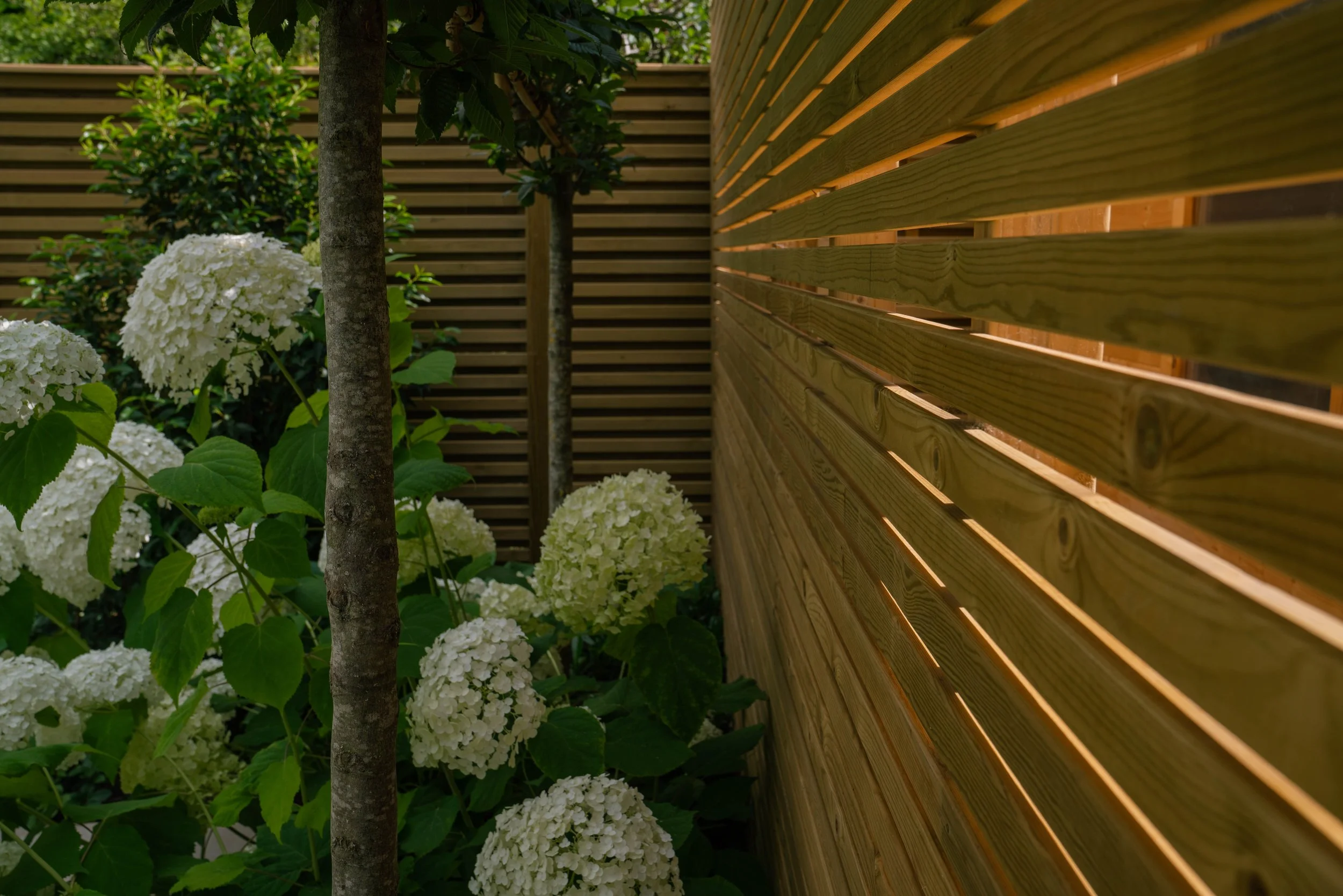 Close-up of lush green hydrangea flowers with white petals, surrounding a wooden slat fence with sunlight filtering through the gaps, and a few small trees with green leaves in the background.
