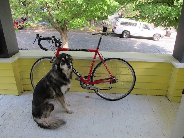 dog.jpeg