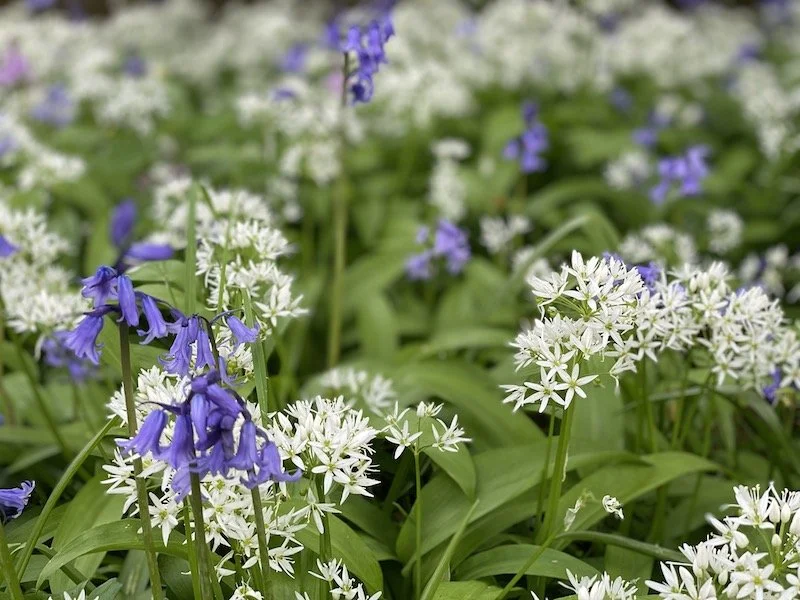 menstrual-cycle-awareness-spring-claire-joseph-homeopathy