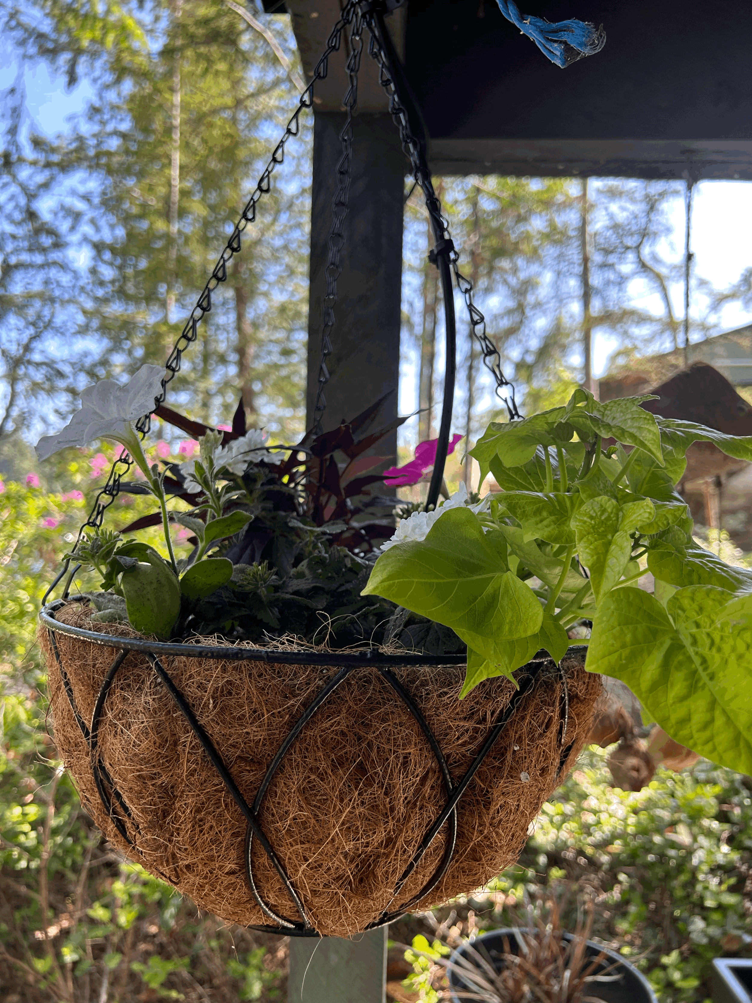 Hanging Baskets
