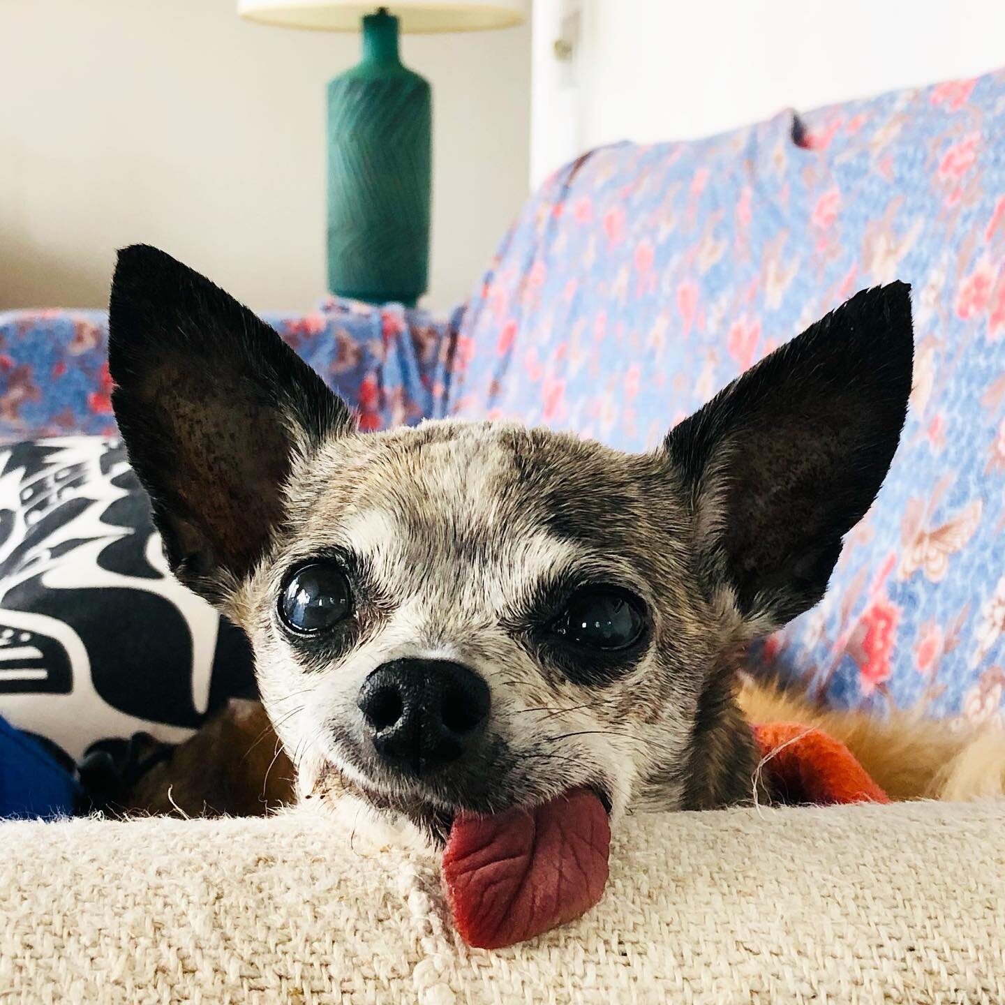 Lola, our sweet Chihuahua, died in September.  I couldn&rsquo;t bring myself to write about it until now. I thought today would be a good day to post about this since today is #givingtuesday. 

We adopted Lola from @poshpetsrescue in NY.  Like all th