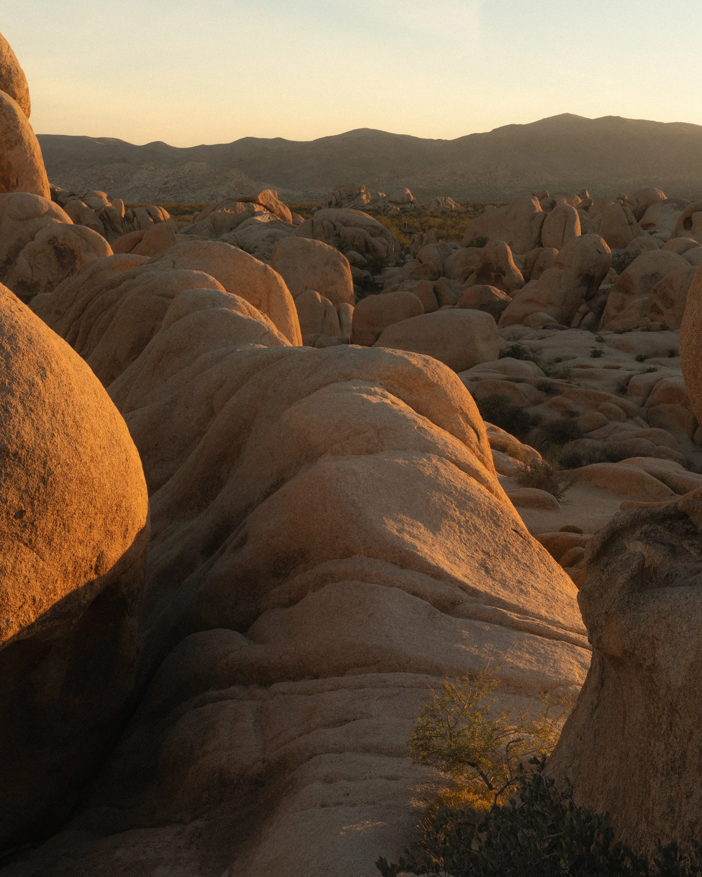 JoshuaTree1125-02230.jpg