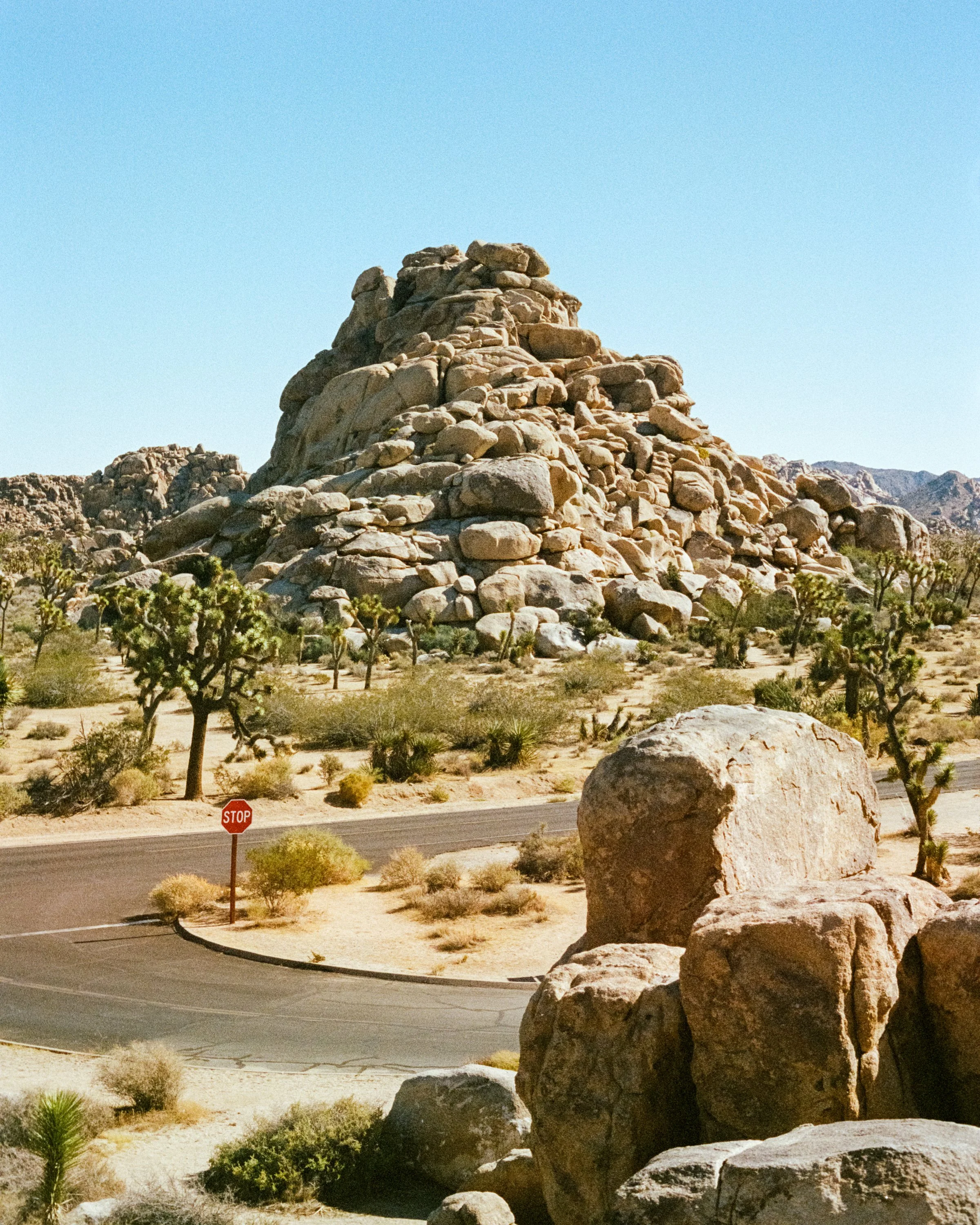 JoshuaTree1125-35-2.jpg