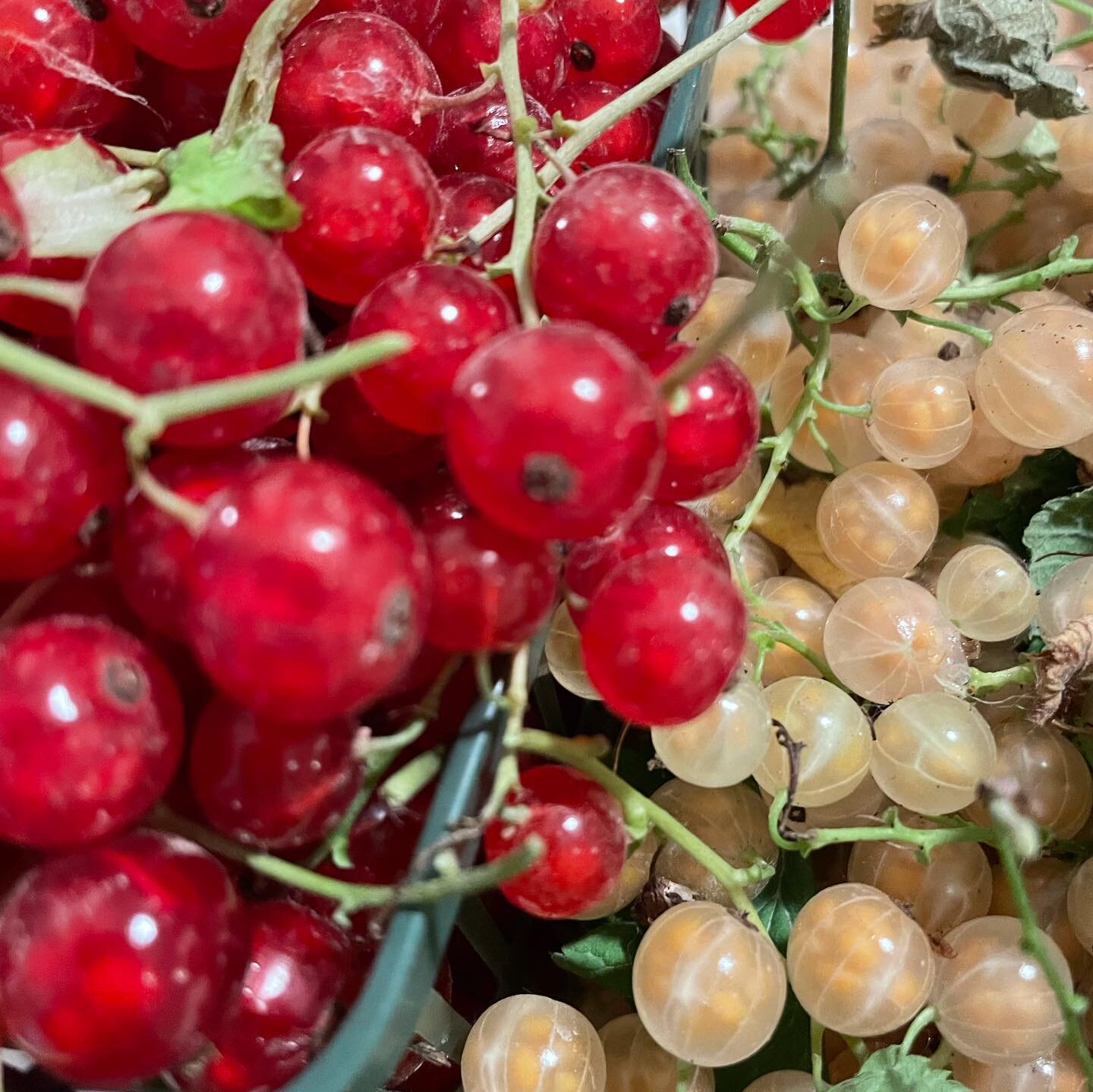 One of my favourite days when I can pick these delicious red and white currants from my garden. I love the colour too!  Nature&rsquo;s bounty, so beautiful 😍