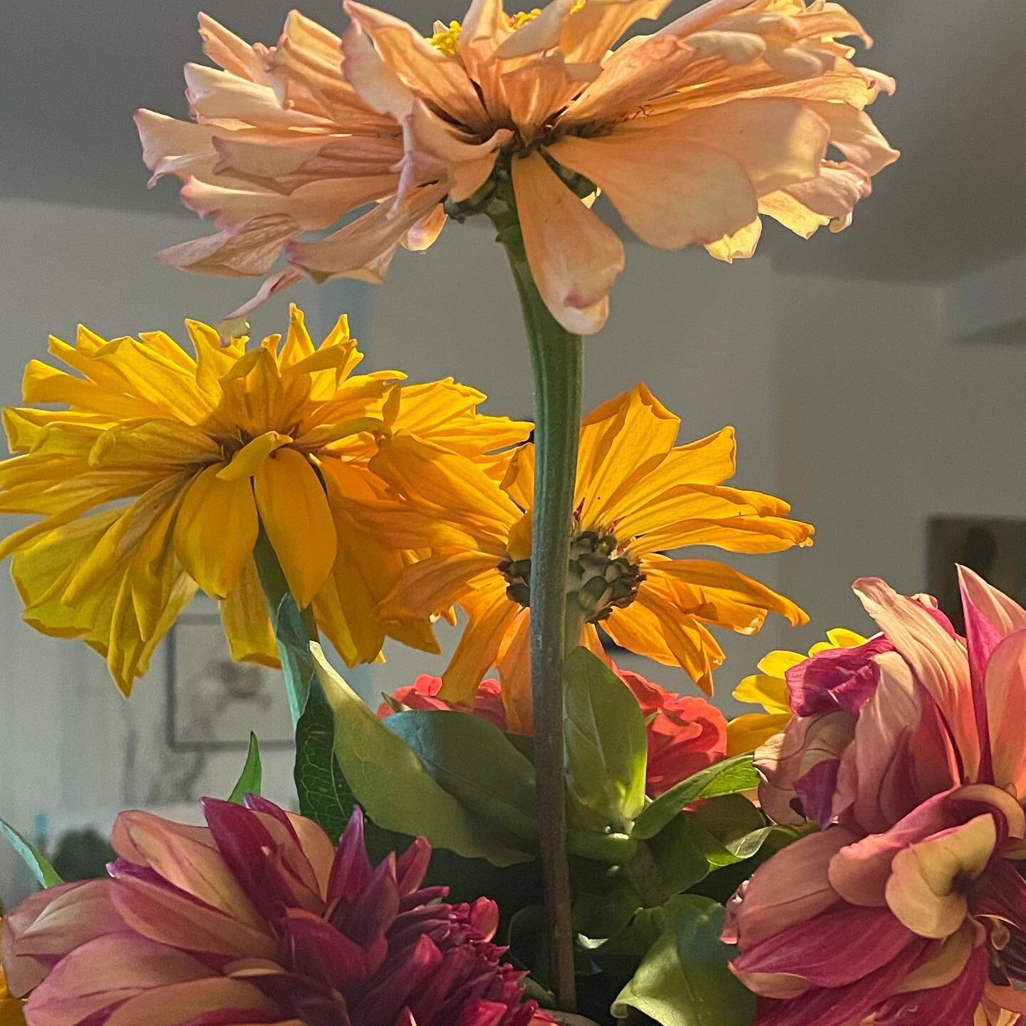 Zinnias from the garden, after the groundhogs, rabbits and voles have feasted, they leave a few flowers and some greens🤨