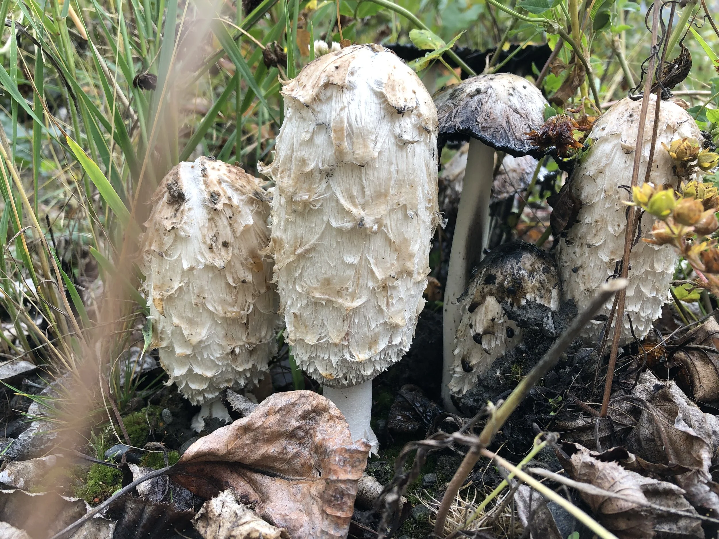 Shaggy Mane Mushrooms.  Photo by Allison Sayer.